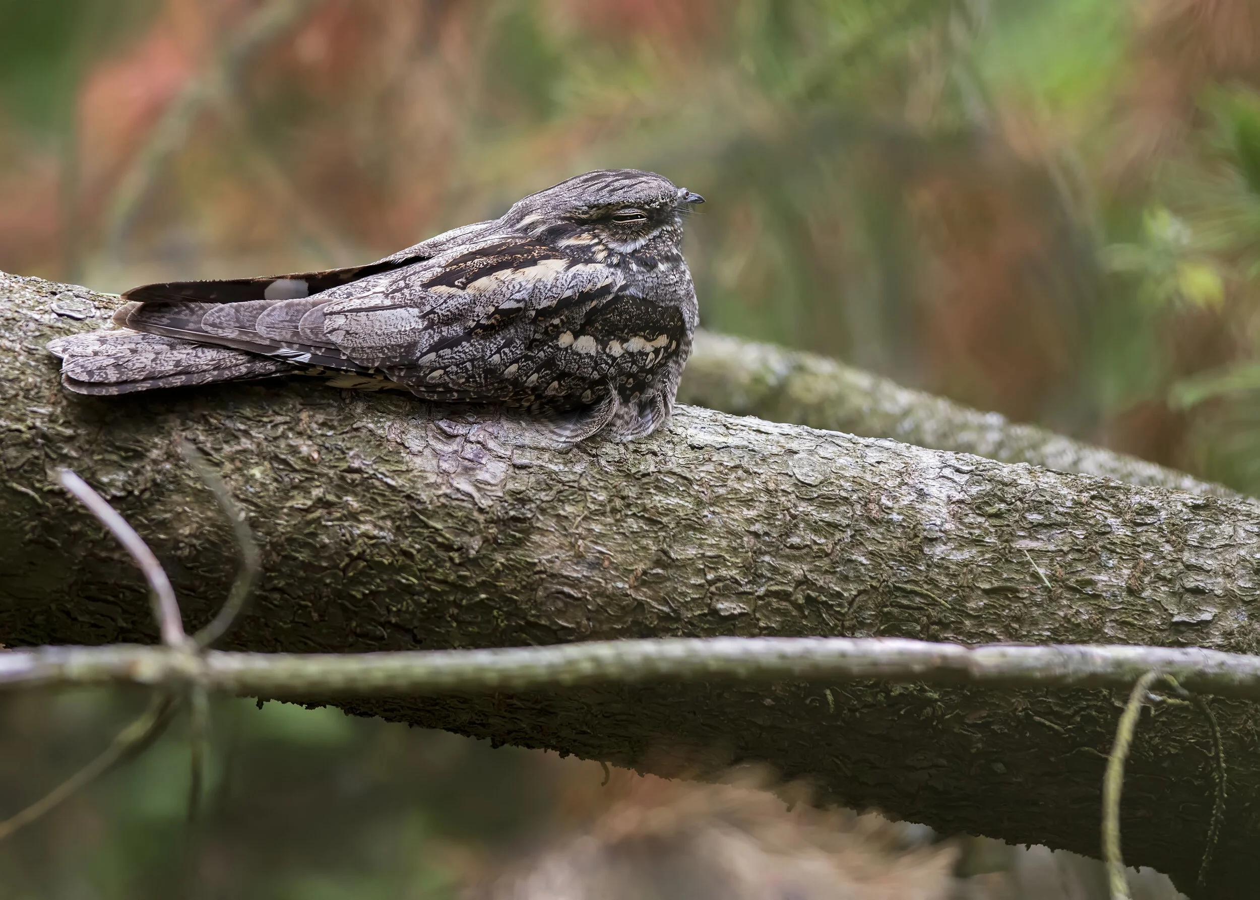 Nightjar Scene S 2nd May.jpg