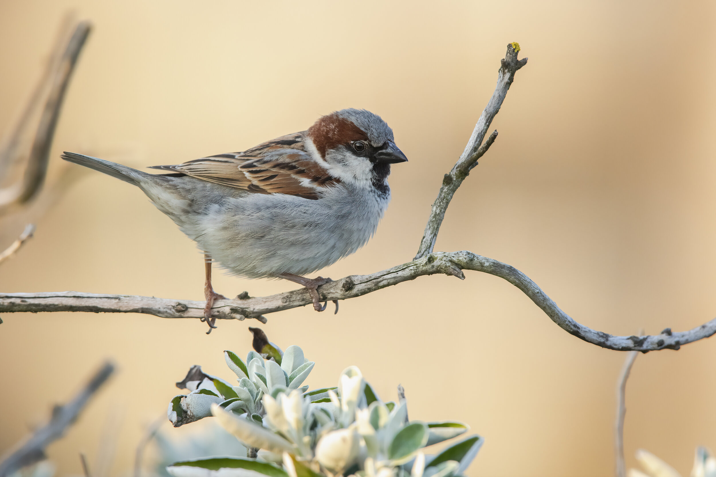 Male House Sparrow - SR1A0716.jpg