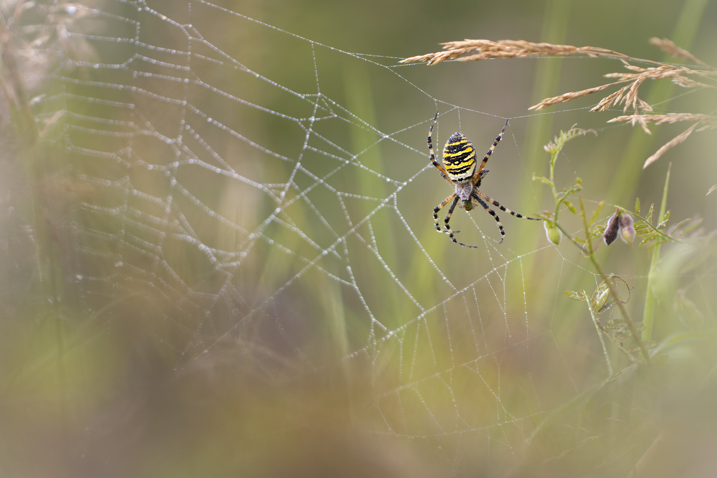 Wasp Spider Dew