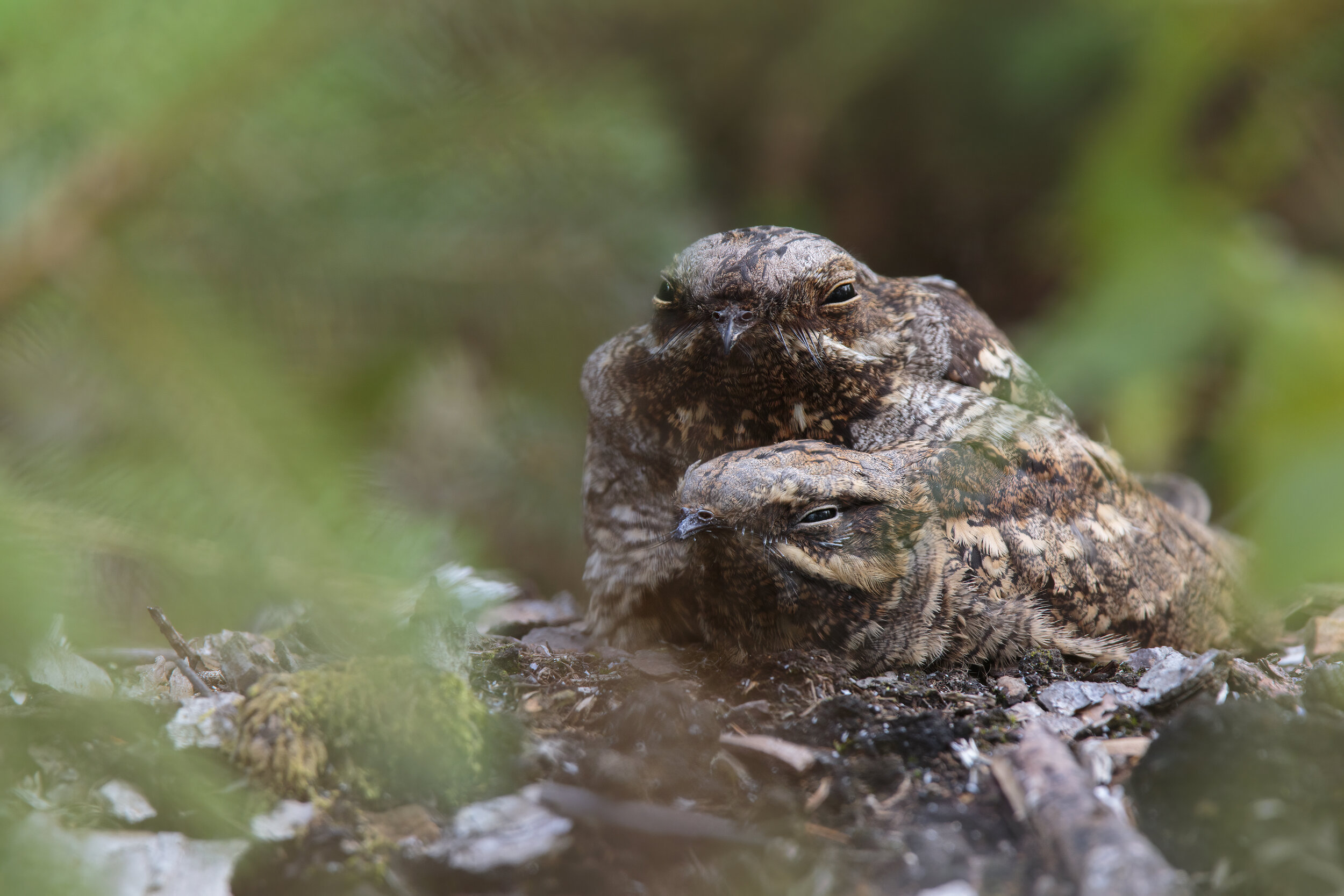 Nightjar Family 