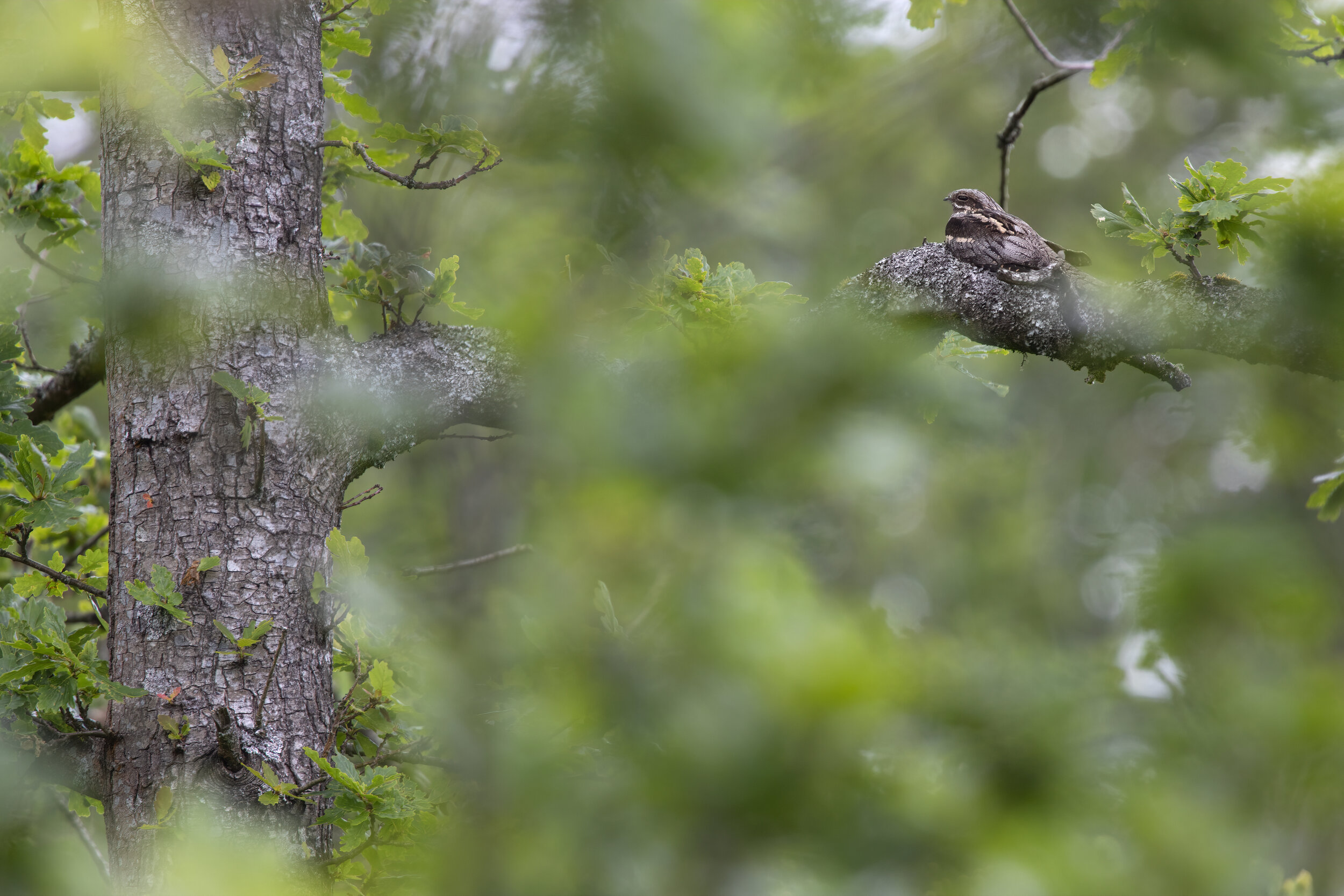 Nightjar Tree Roost