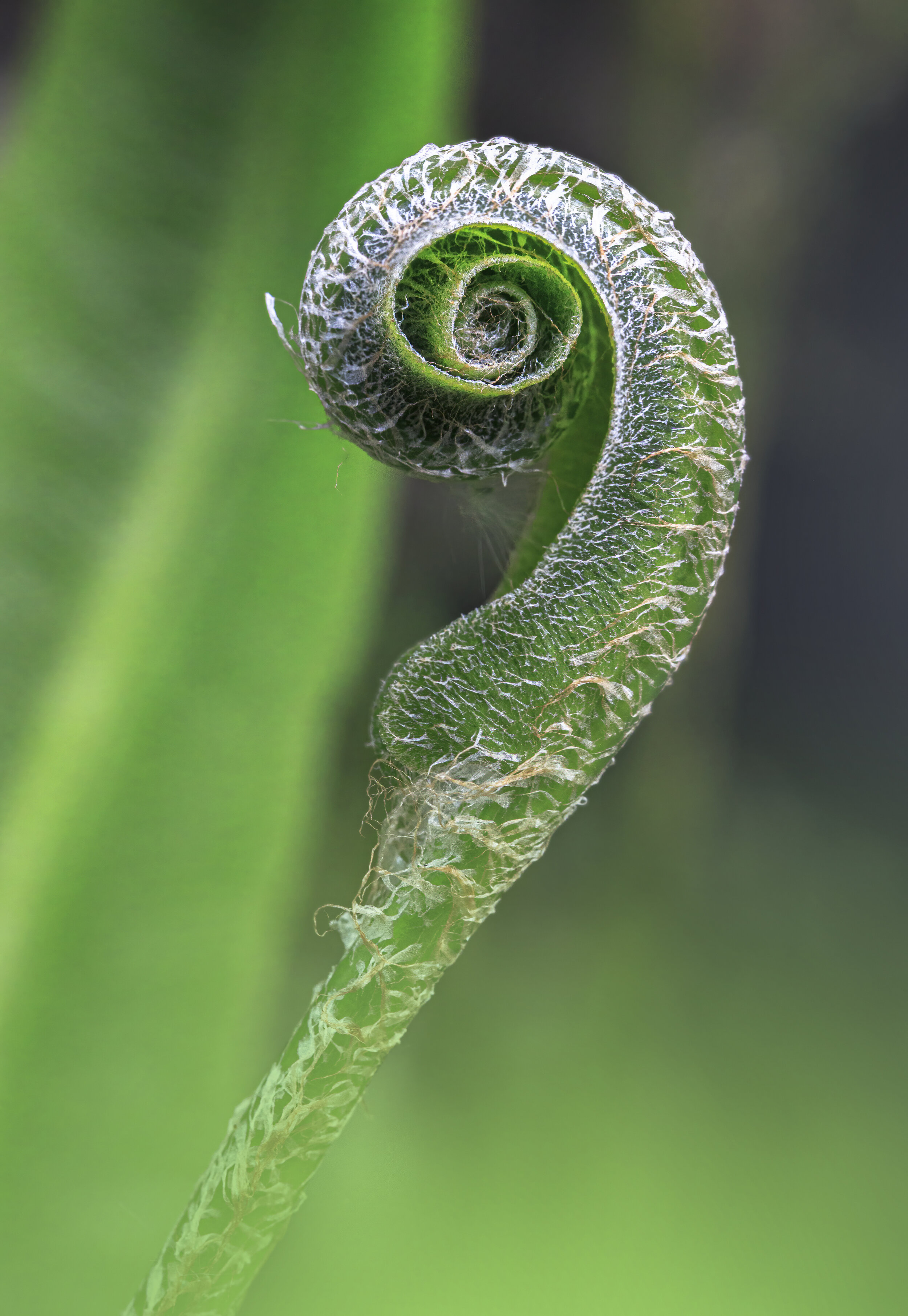 Hart's tongue fern Golden Ratio 