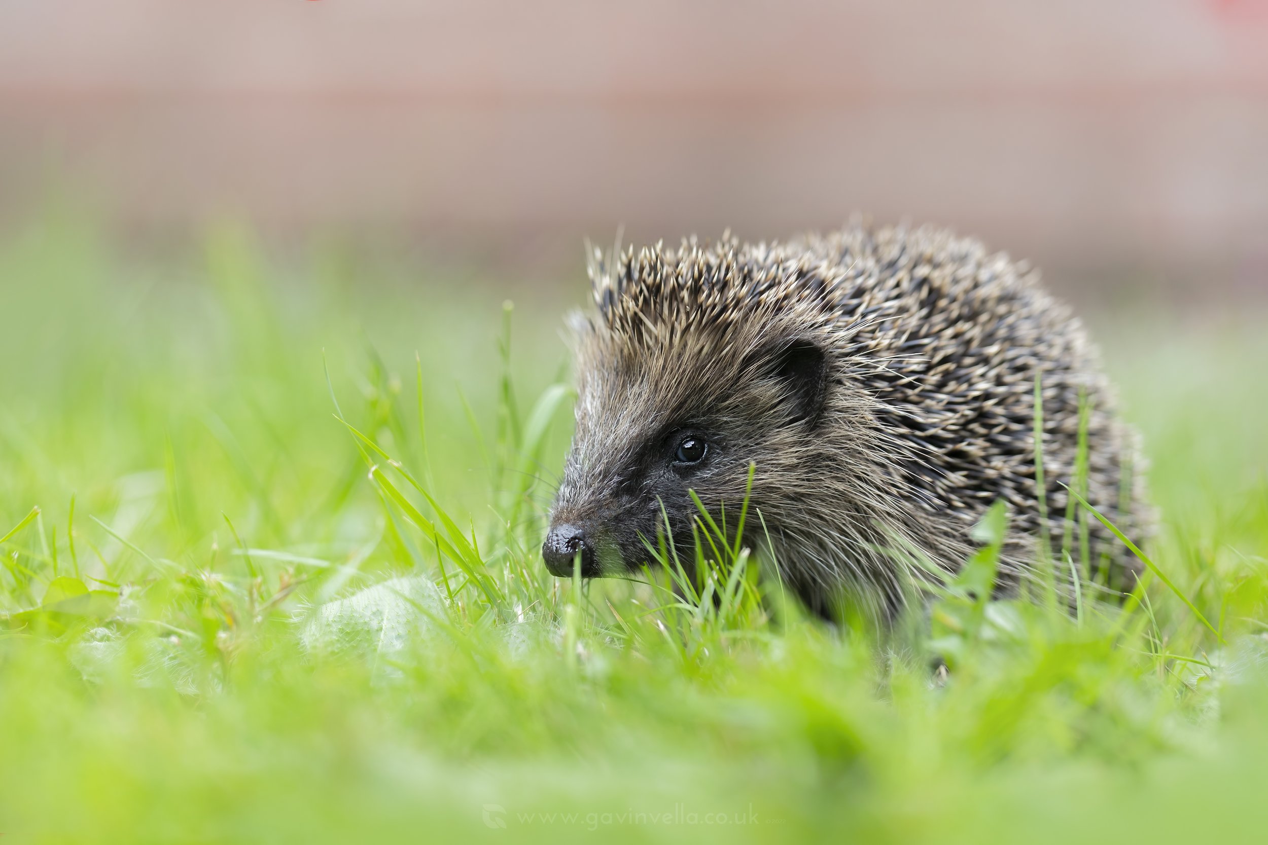 Juvenile Hedgehog