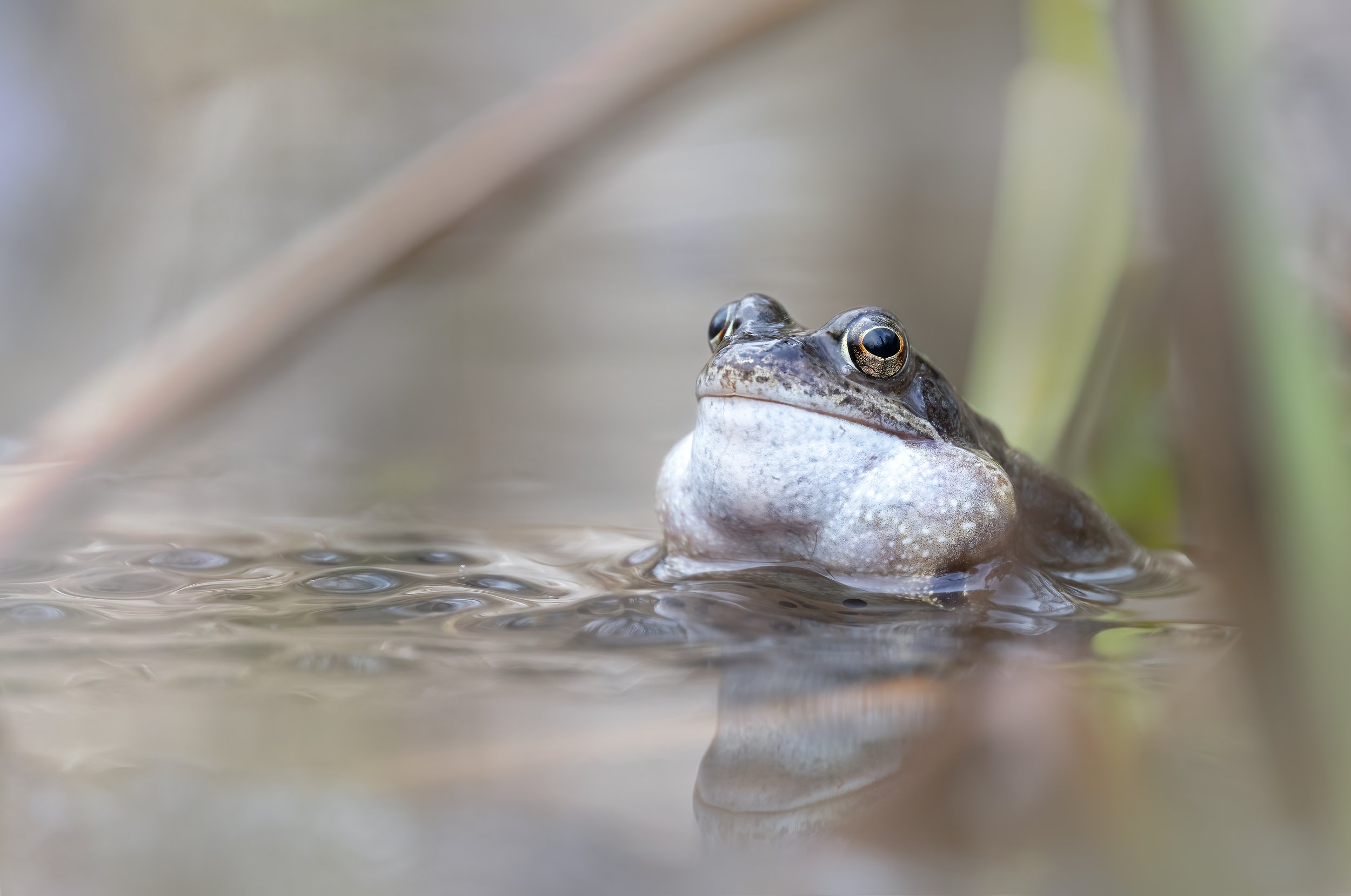 Frog Croaking with Spawn - AS4A3682 copy.jpg