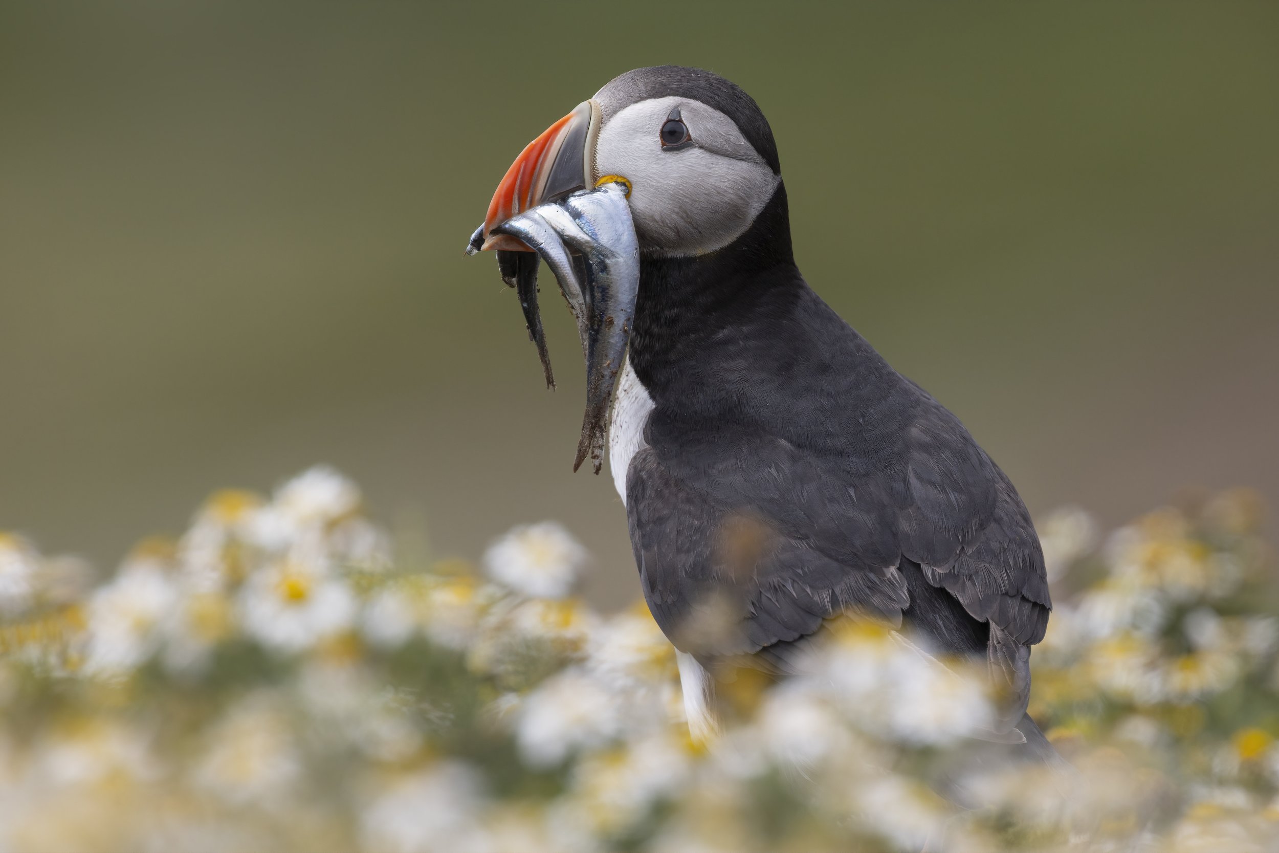 Puffin Catch - AS4A9988 copy.jpg