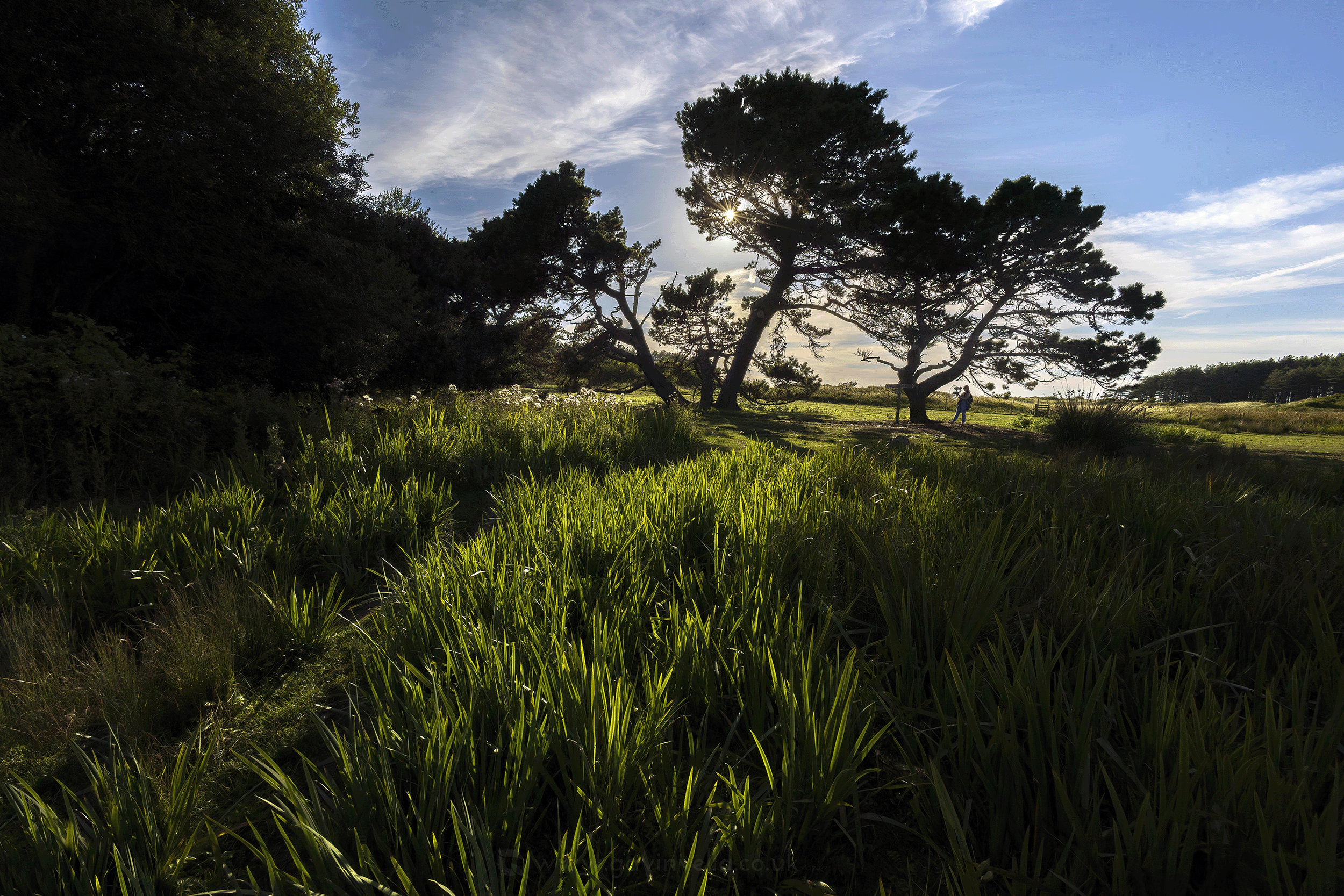 Whiteford Point Jodie Backlit Scene WSC - AS4A3749 copy.png