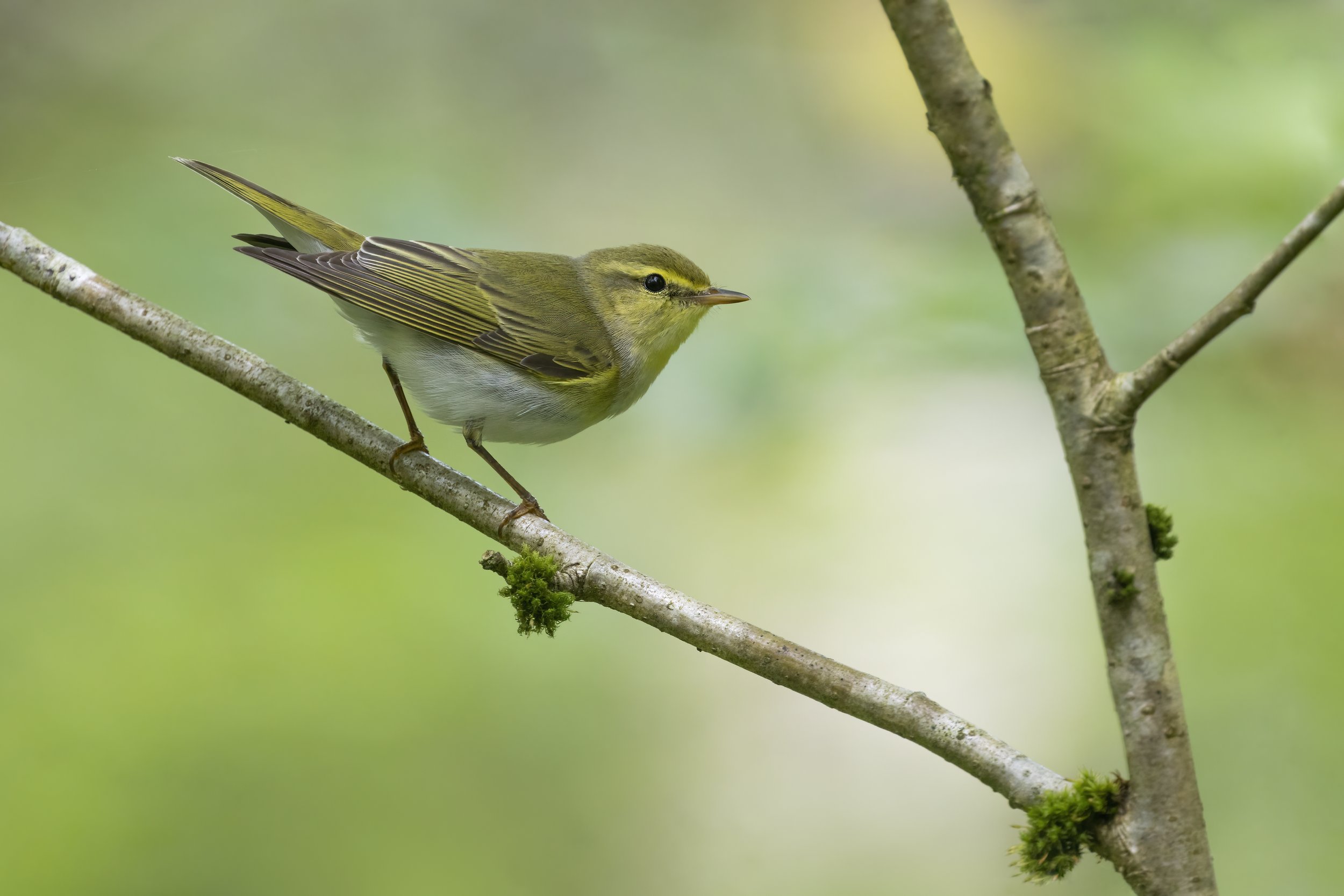 Wood Warbler - AS4A8595 copy.jpg