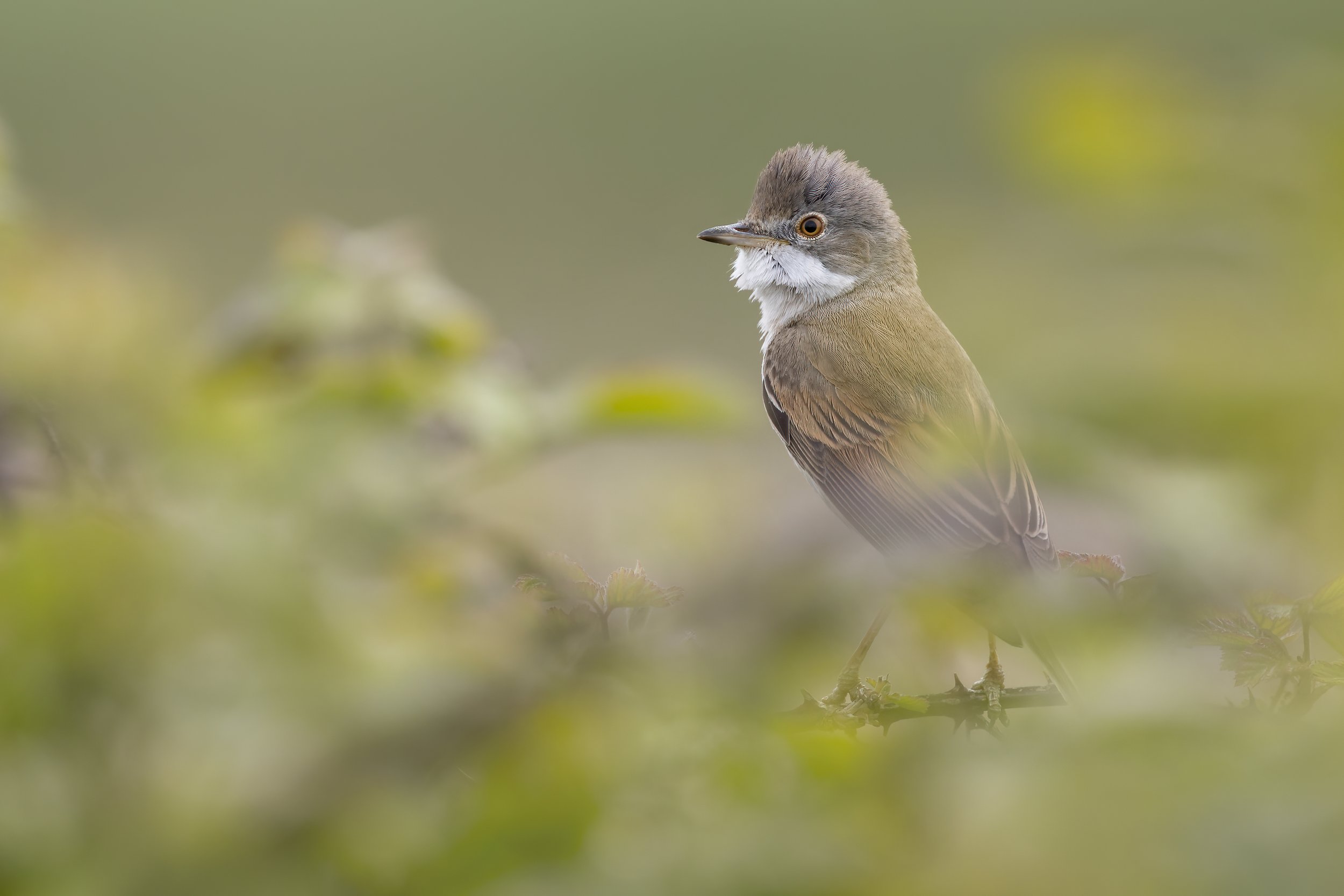 Common Whitethroat - AS4A9611 copy.jpg