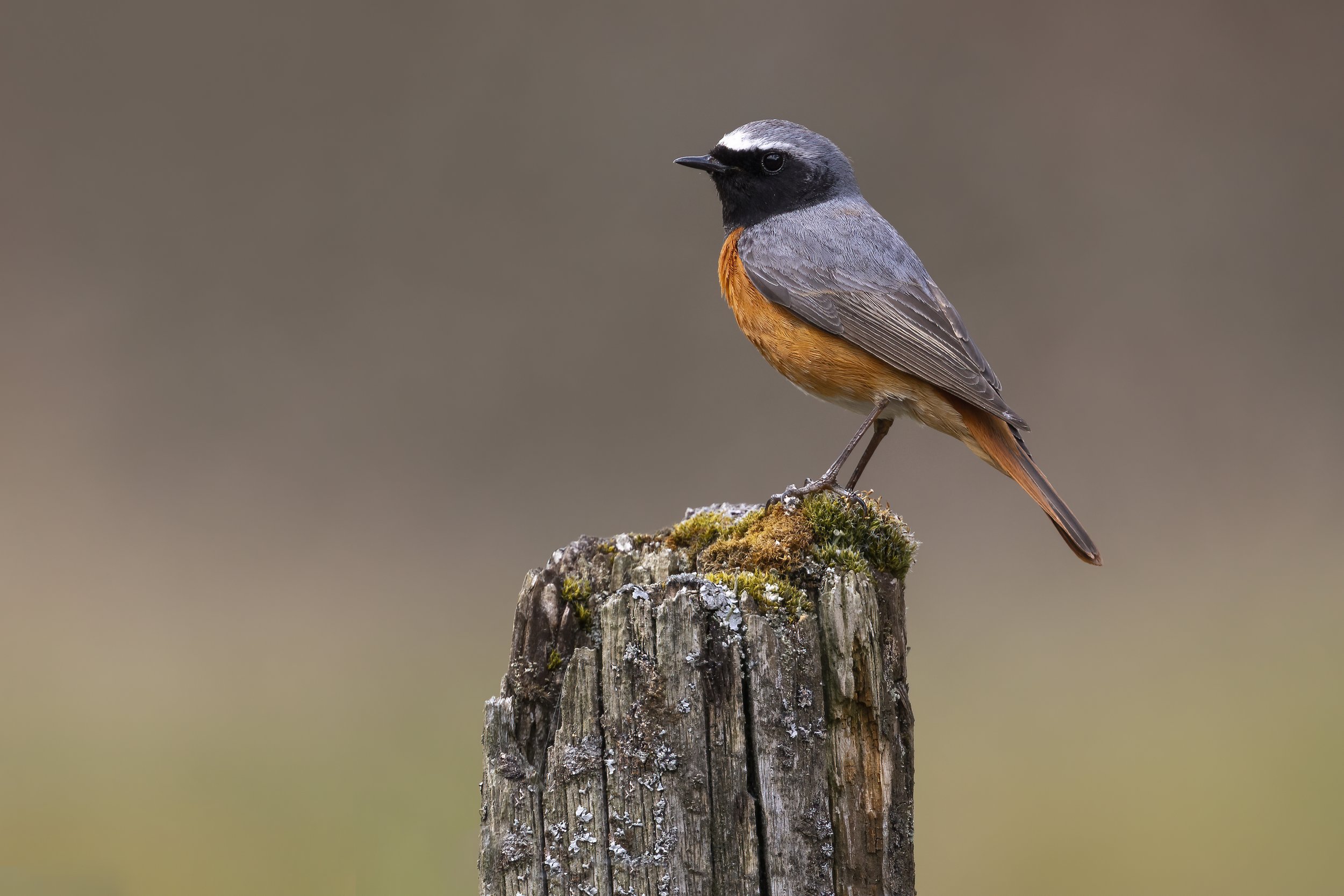 Redstart Post Moss - AS4A8377.jpg