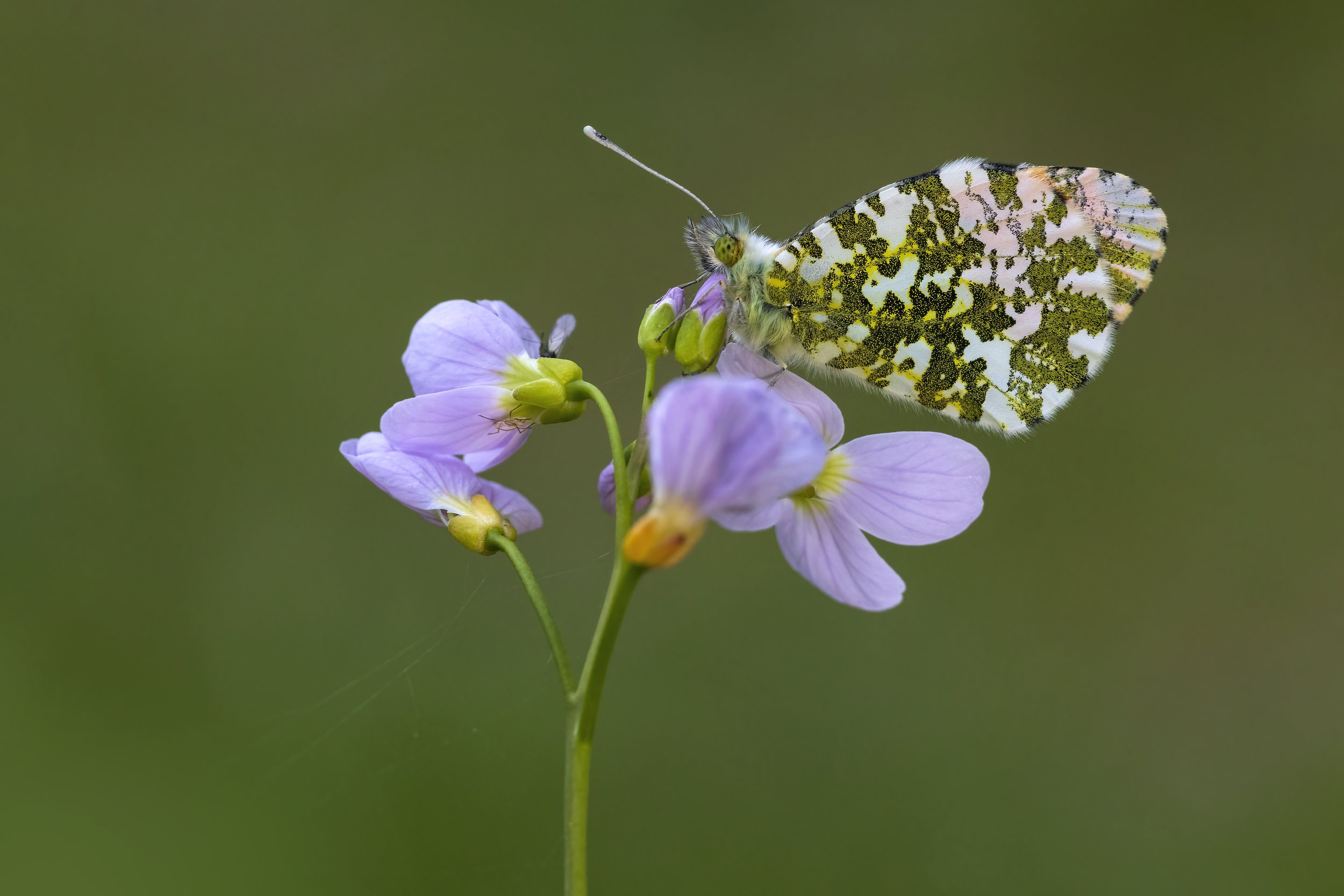 Orange-tip Butterfly - AS4A5531 copy.jpg