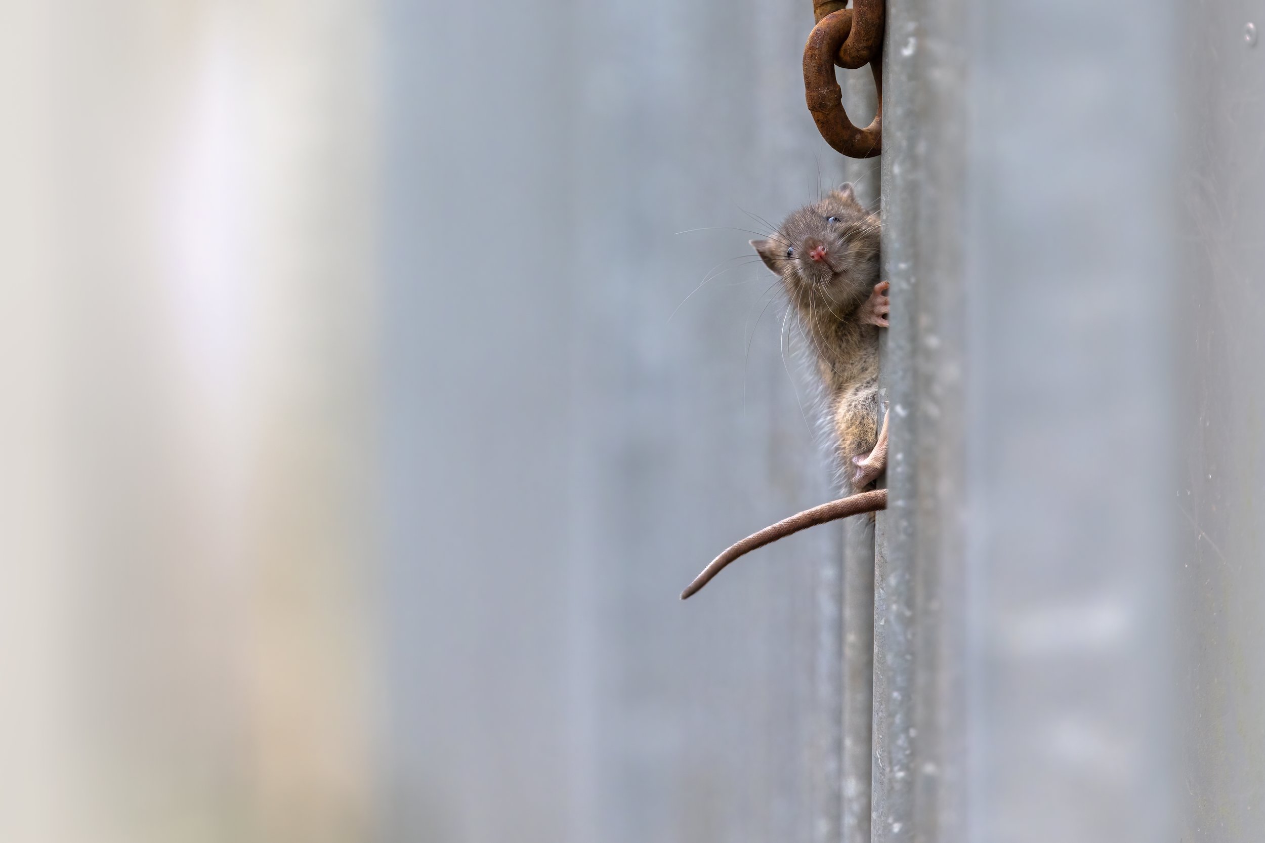 Baby Rat Climbing - AS4A4825.jpg