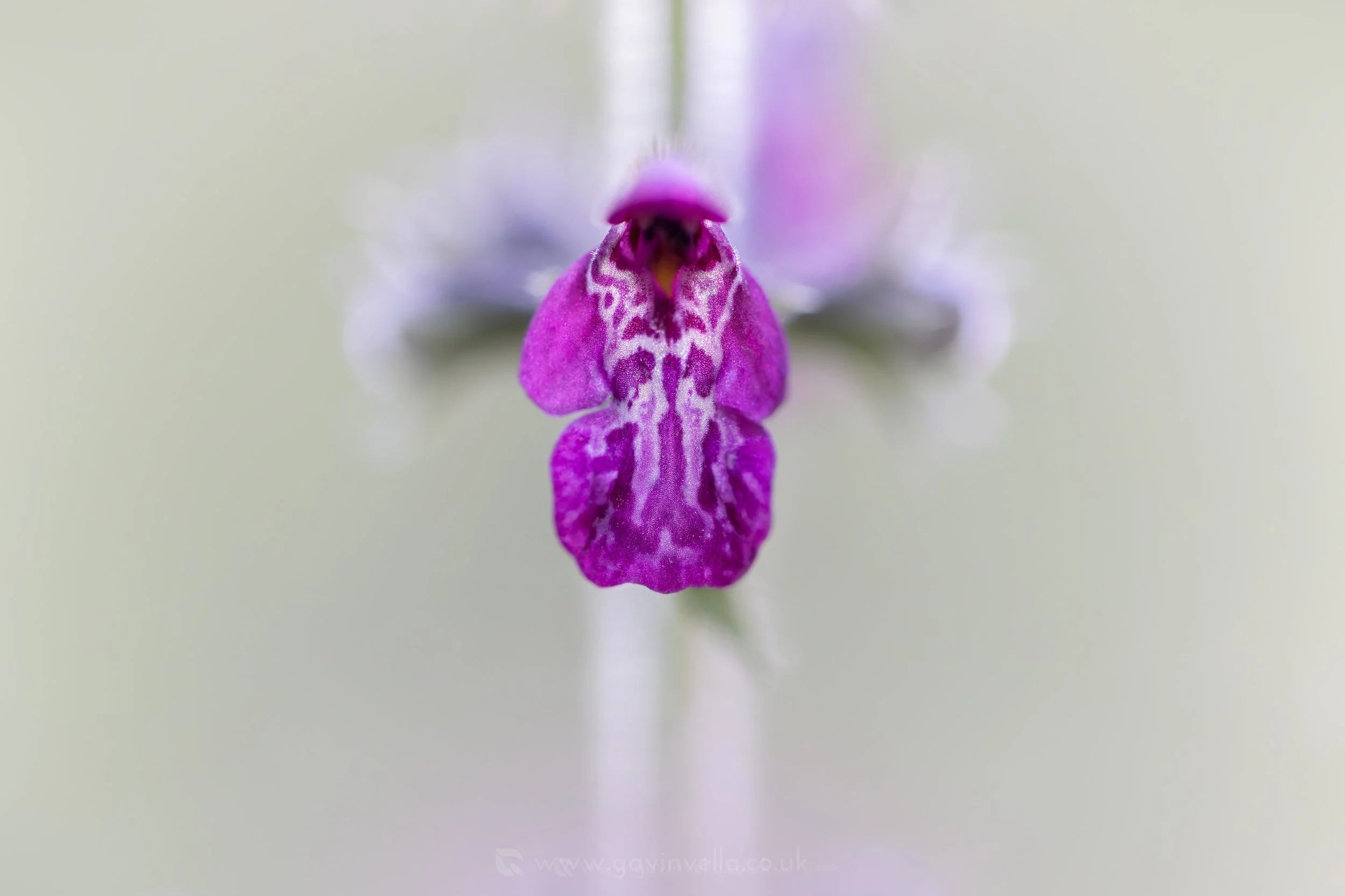 Hedge Woundwort