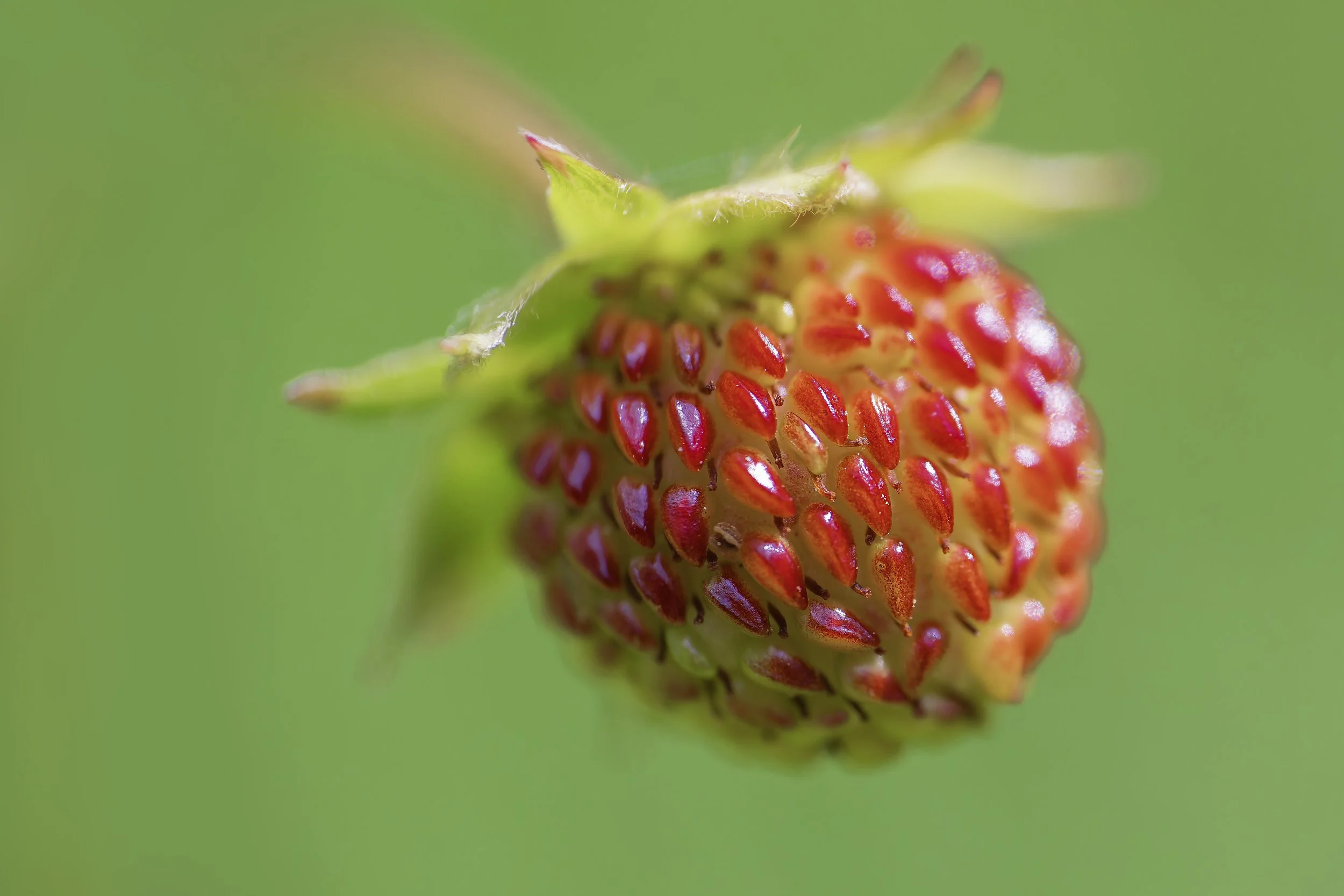 Wild Strawberry