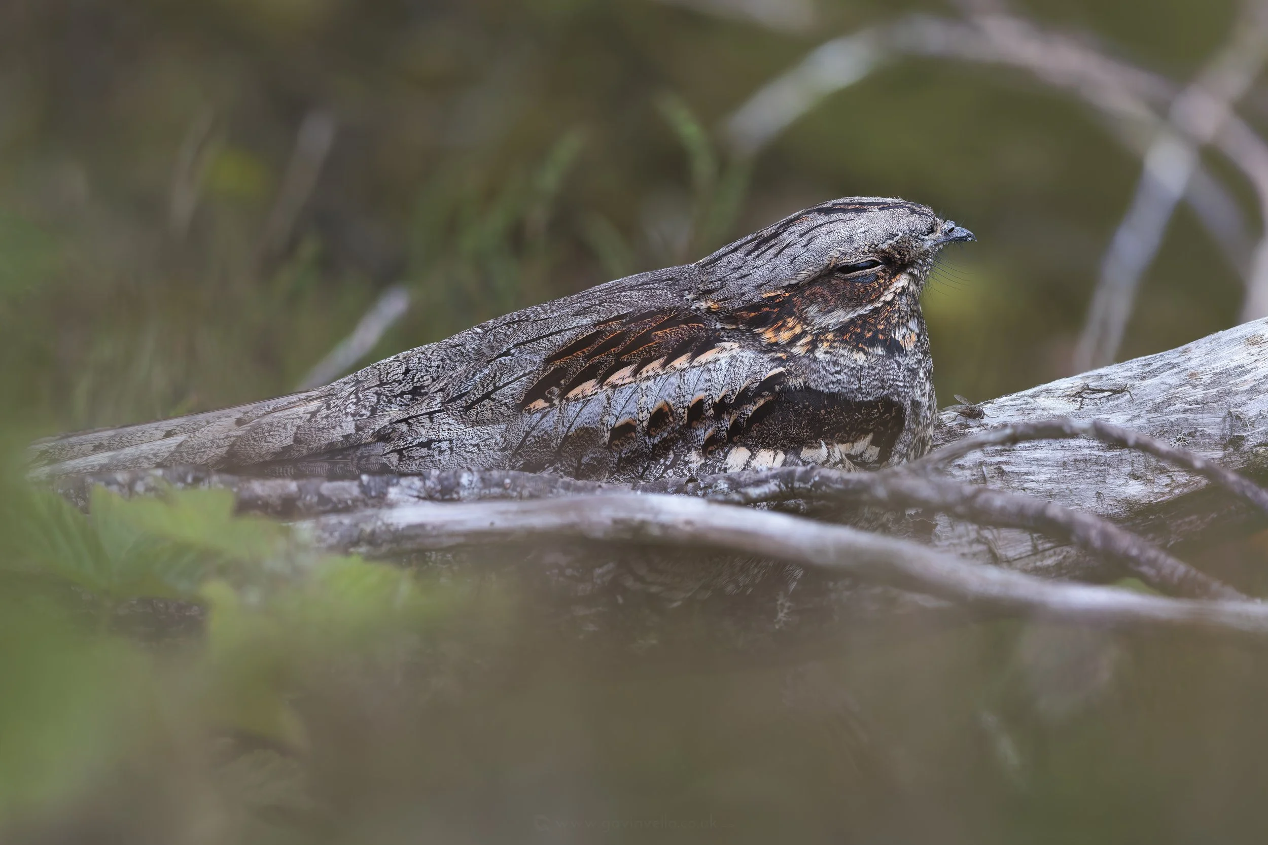Nightjar Male 