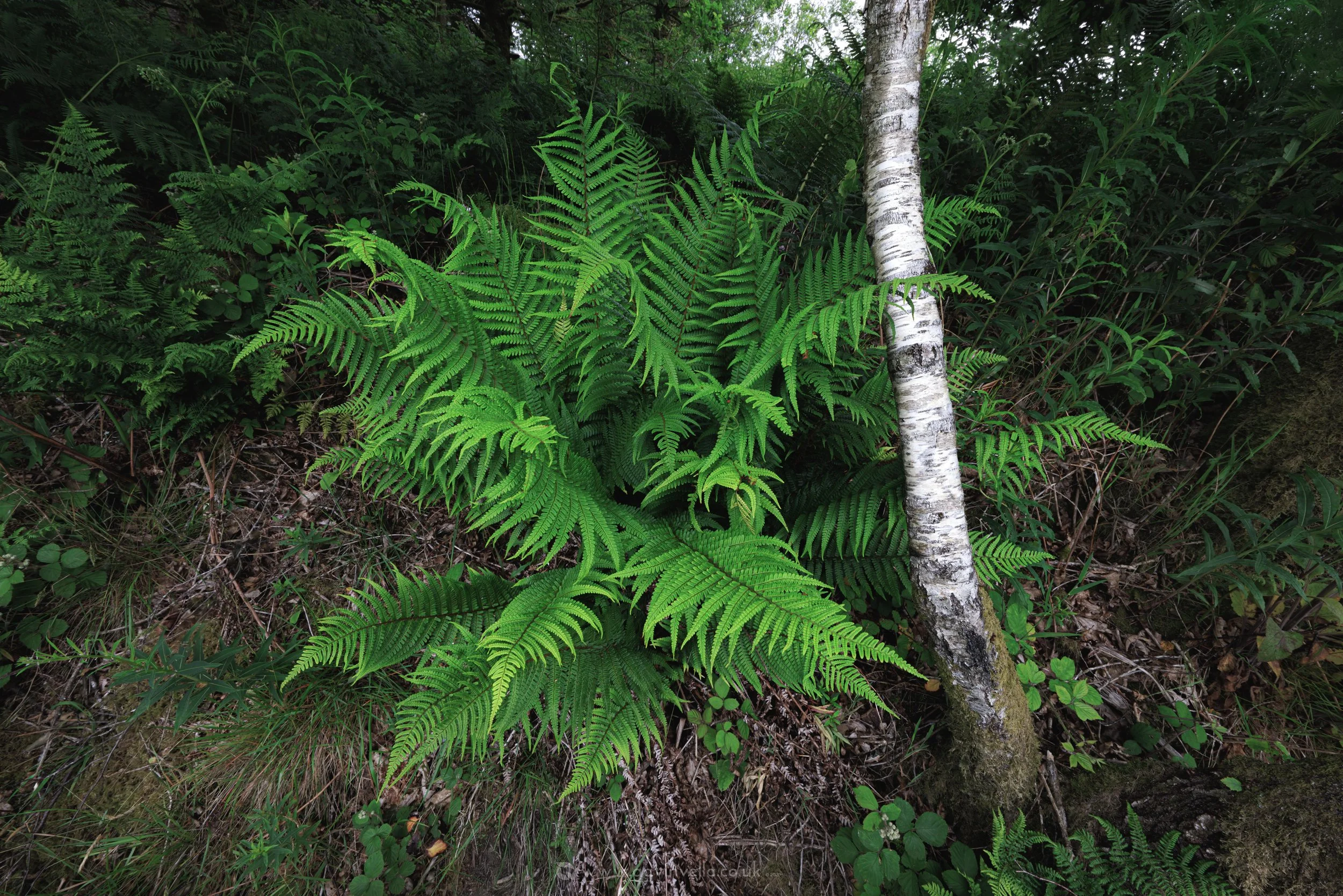 Silver Birch Fern