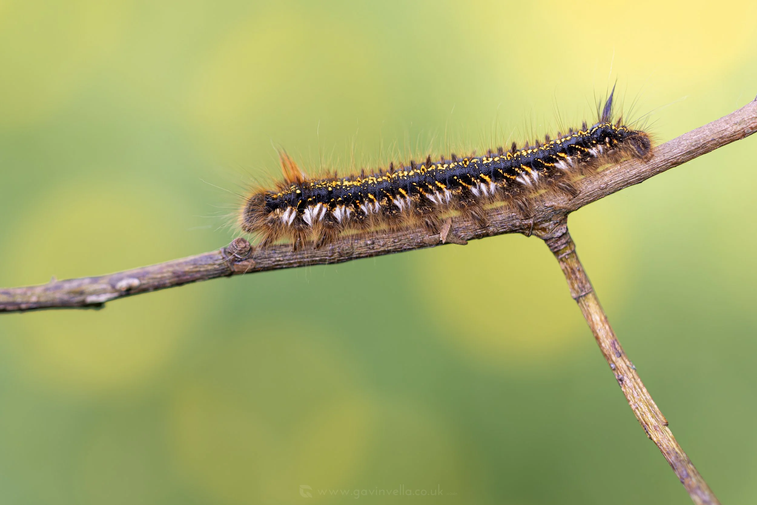 Drinker Moth Caterpillar W _Q3A2832 copy.jpg