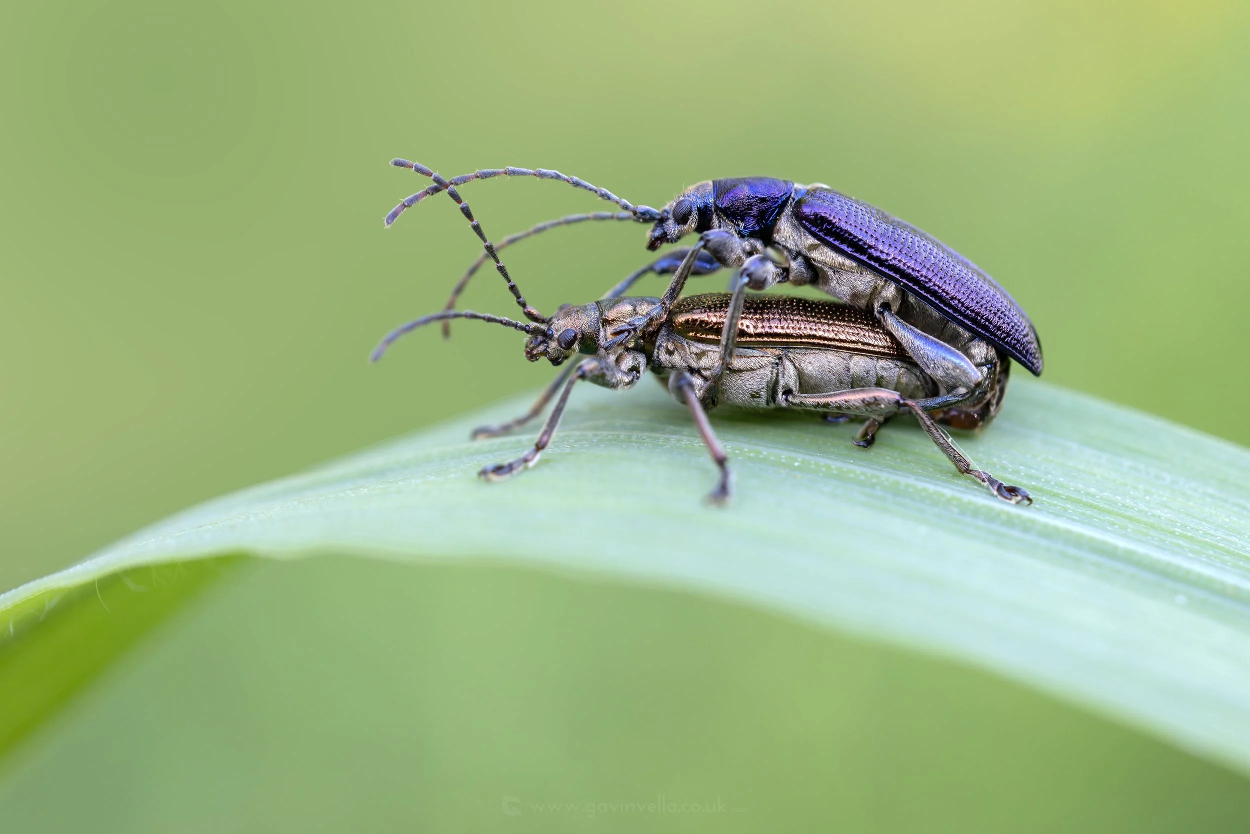 Jewel Beetles