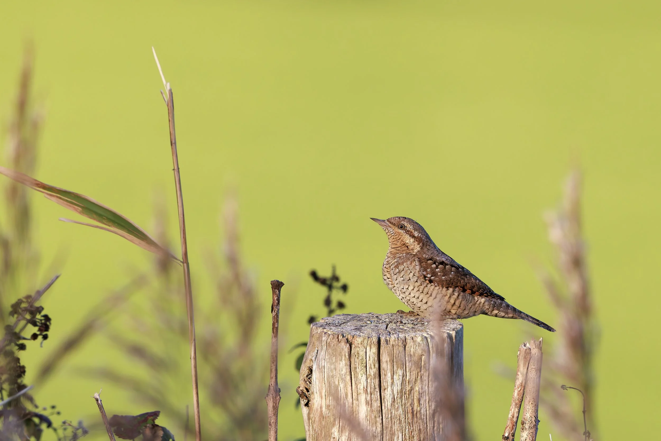 Wryneck 