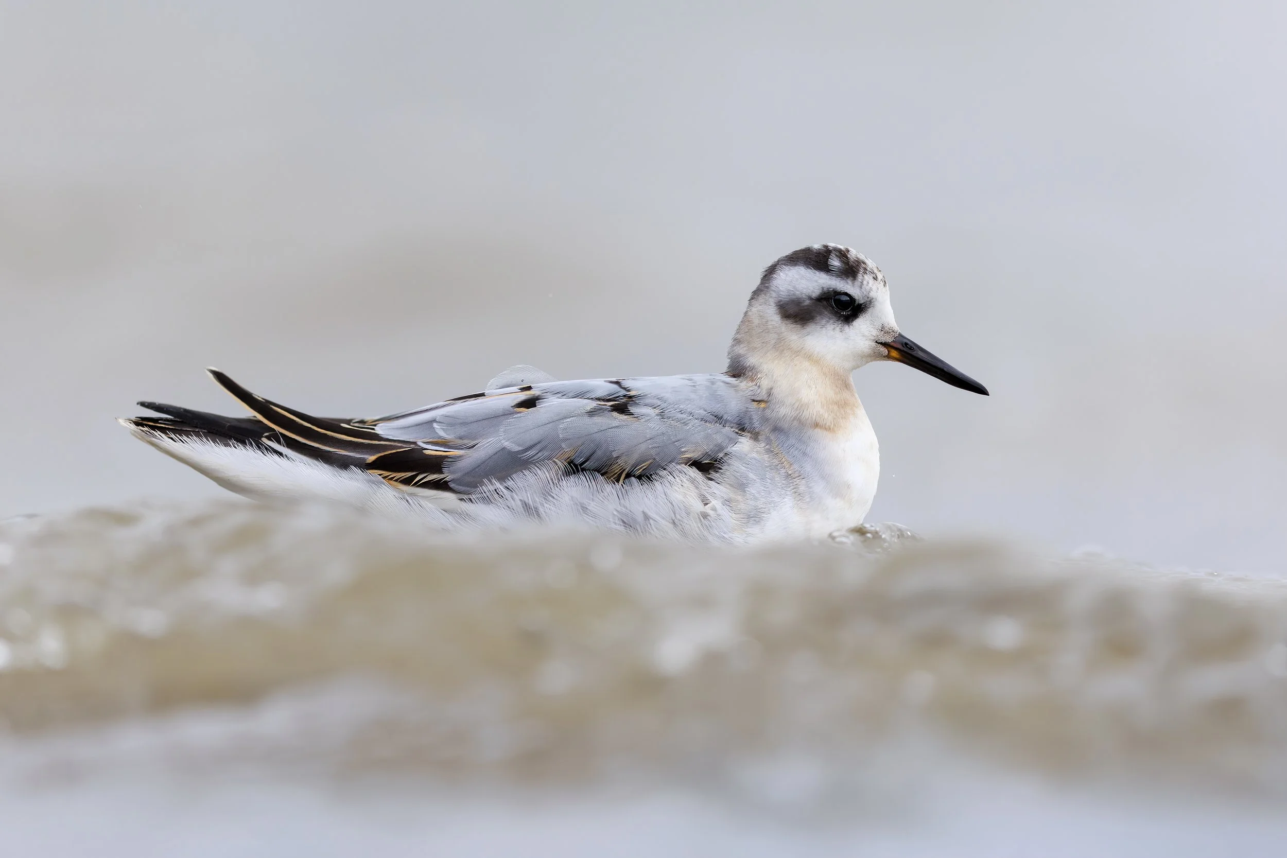 Grey Phalarope 