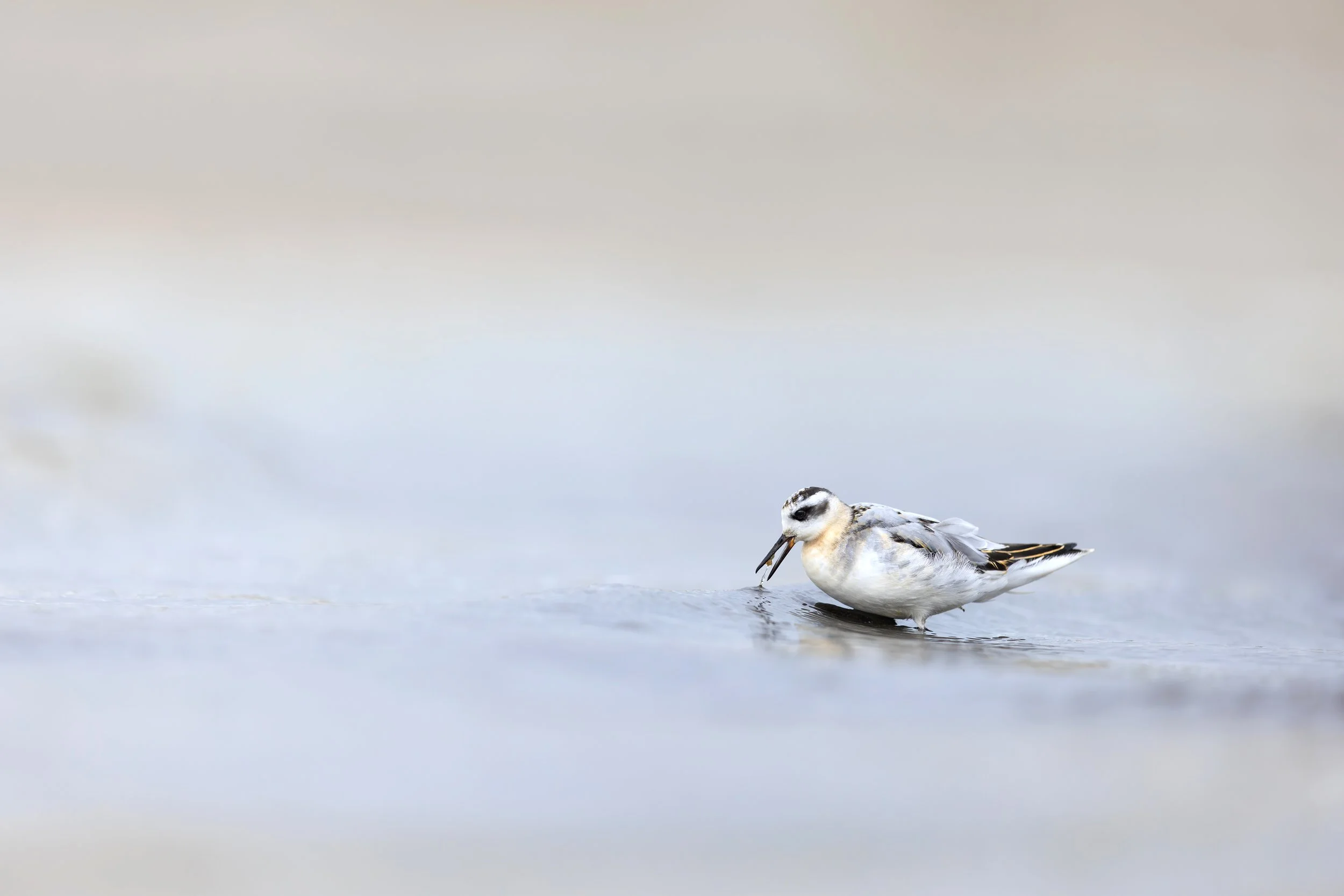 Grey Phalarope Wide 