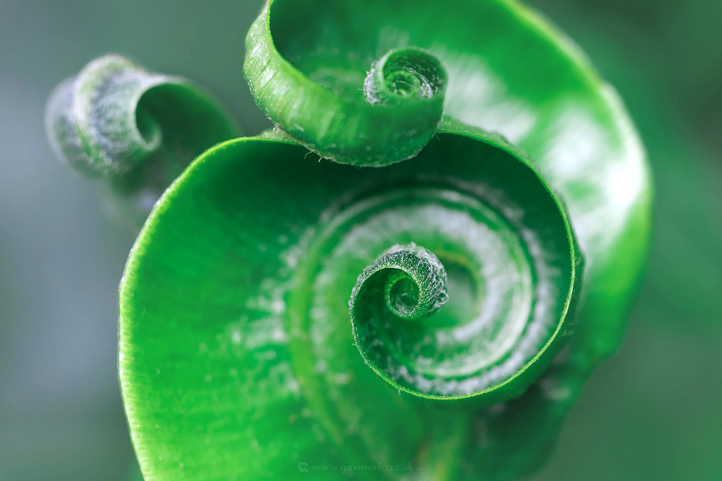 Harts Tongue Fern