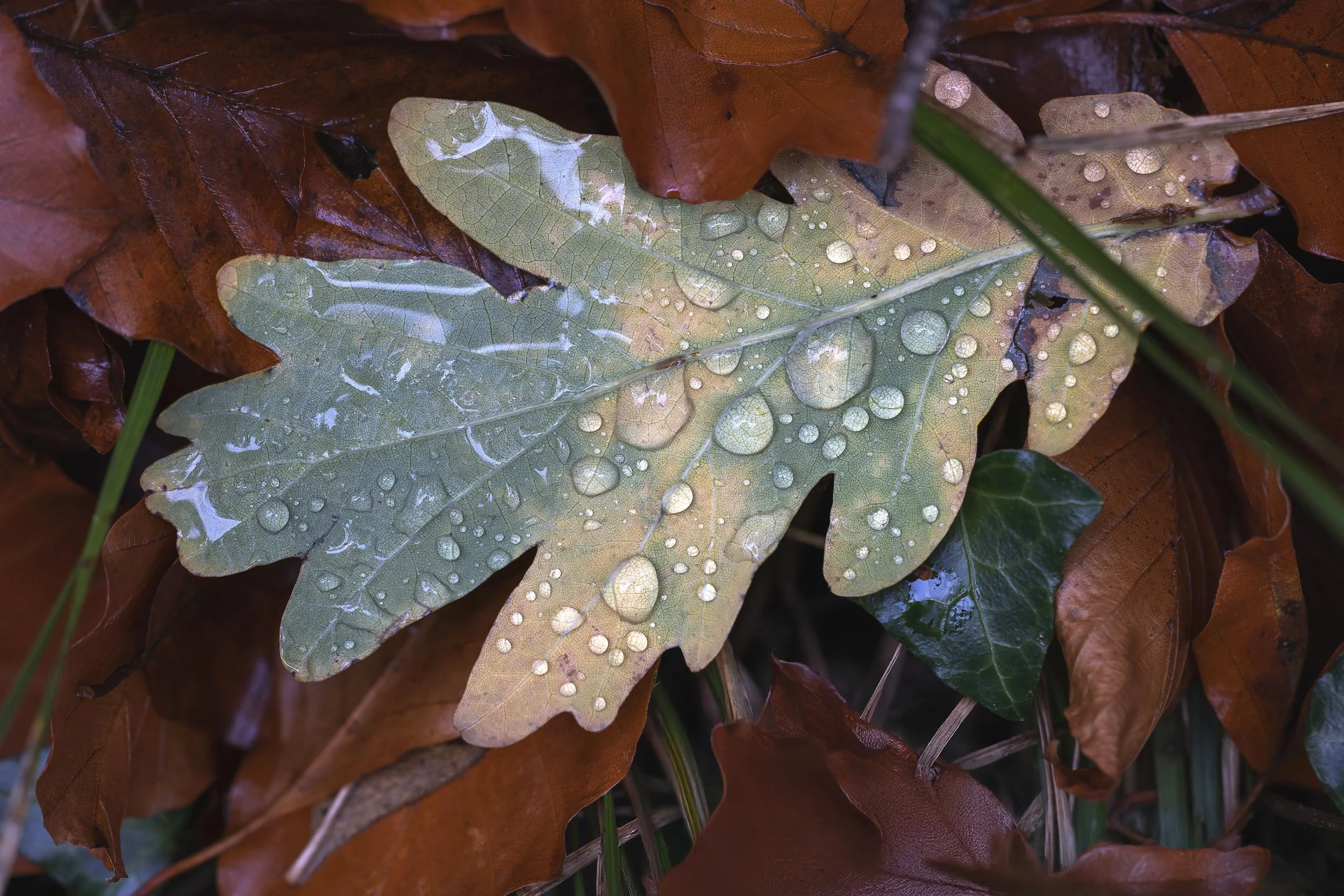 Autumn Oak Leaf 