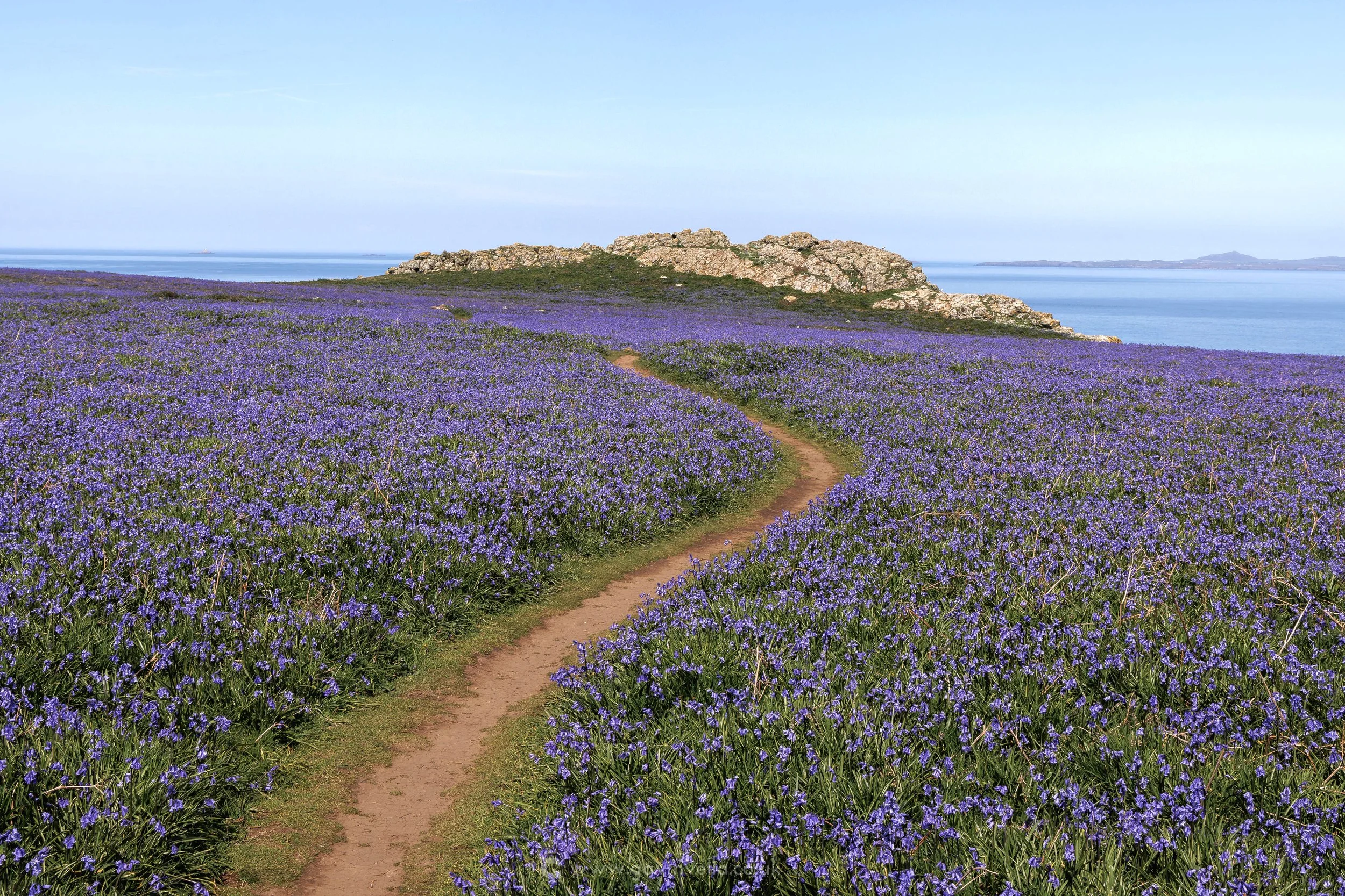 Skomer Bluebells
