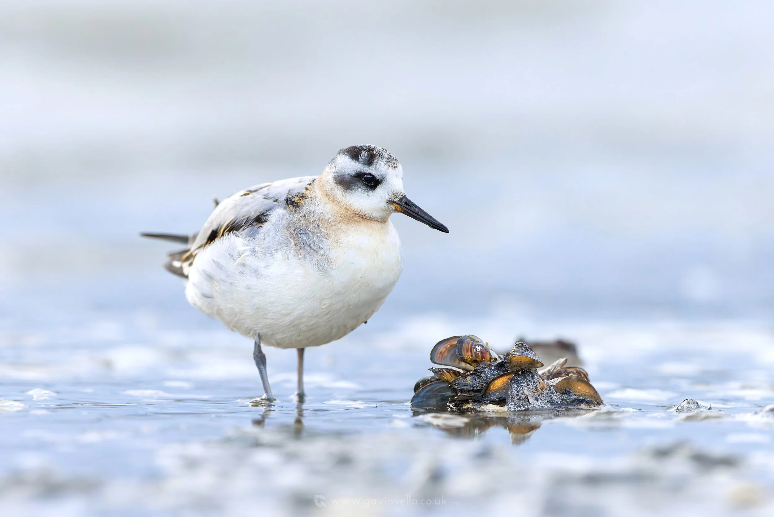 Grey Phalarope Zebra Muscles WL_Q3A0206 copy.jpg
