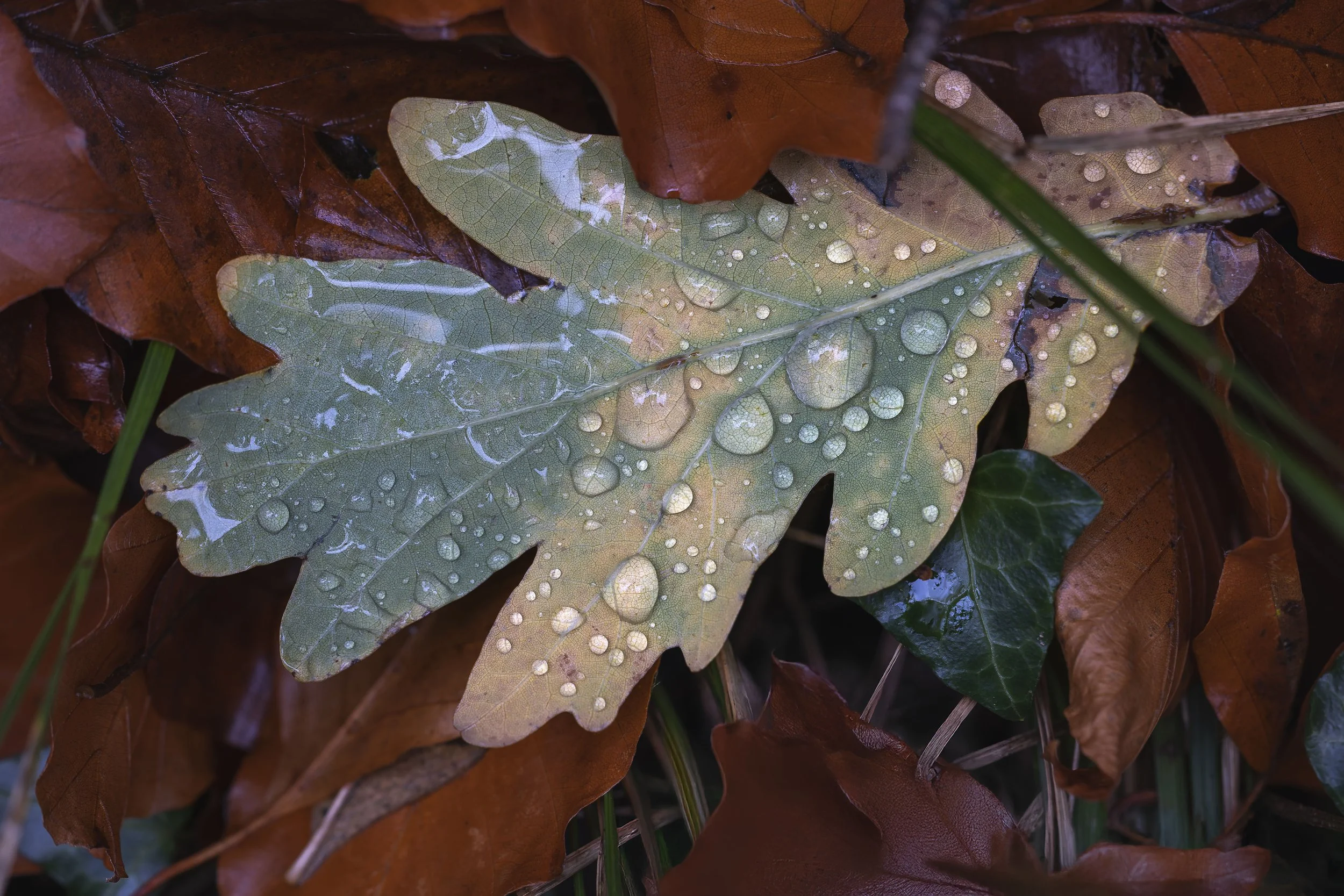 Oak Leaf Autumn Drops S_Q3A0459 copy 2.jpg