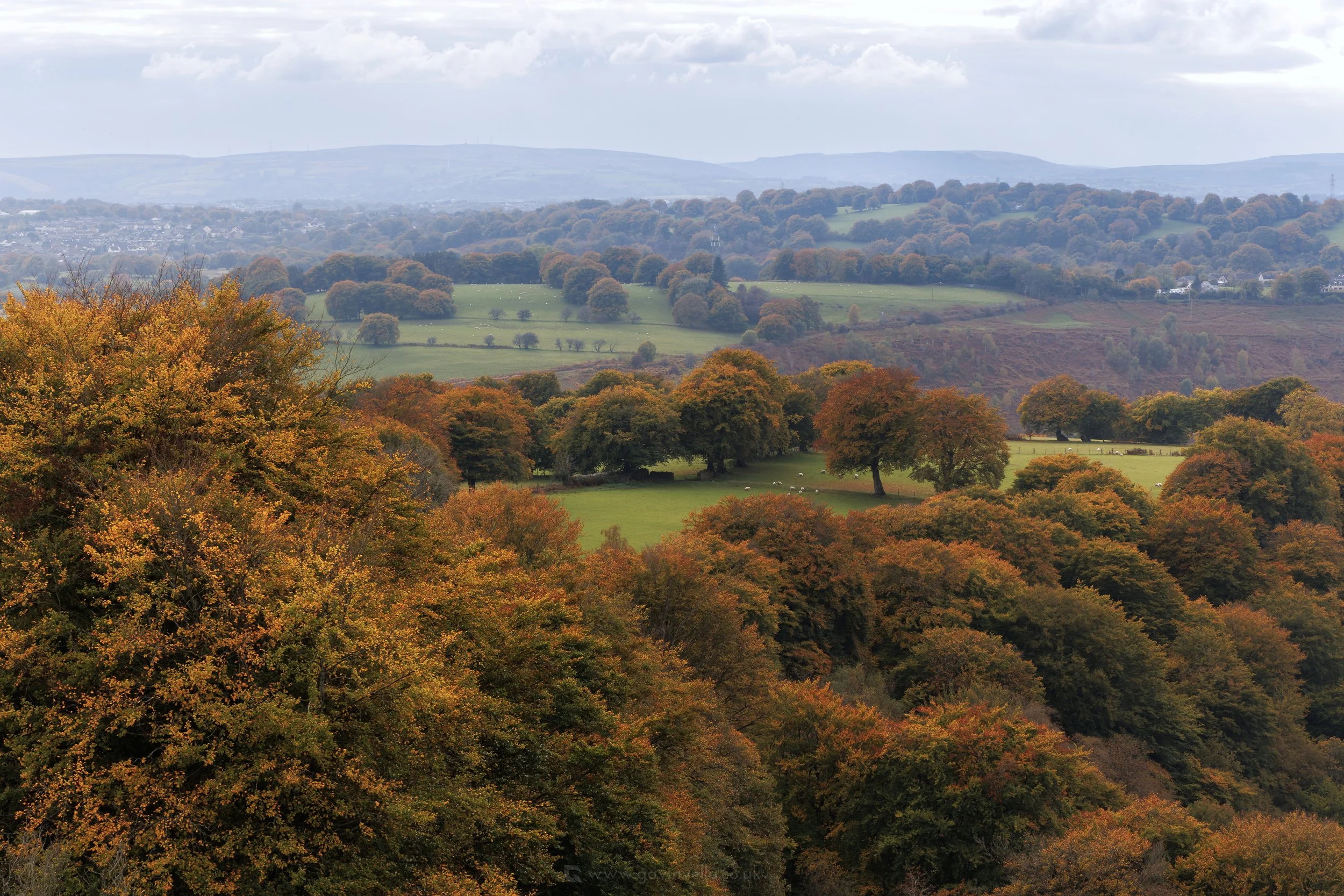 Autumn Beech Scene WCS_Q3A7605 copy.jpg