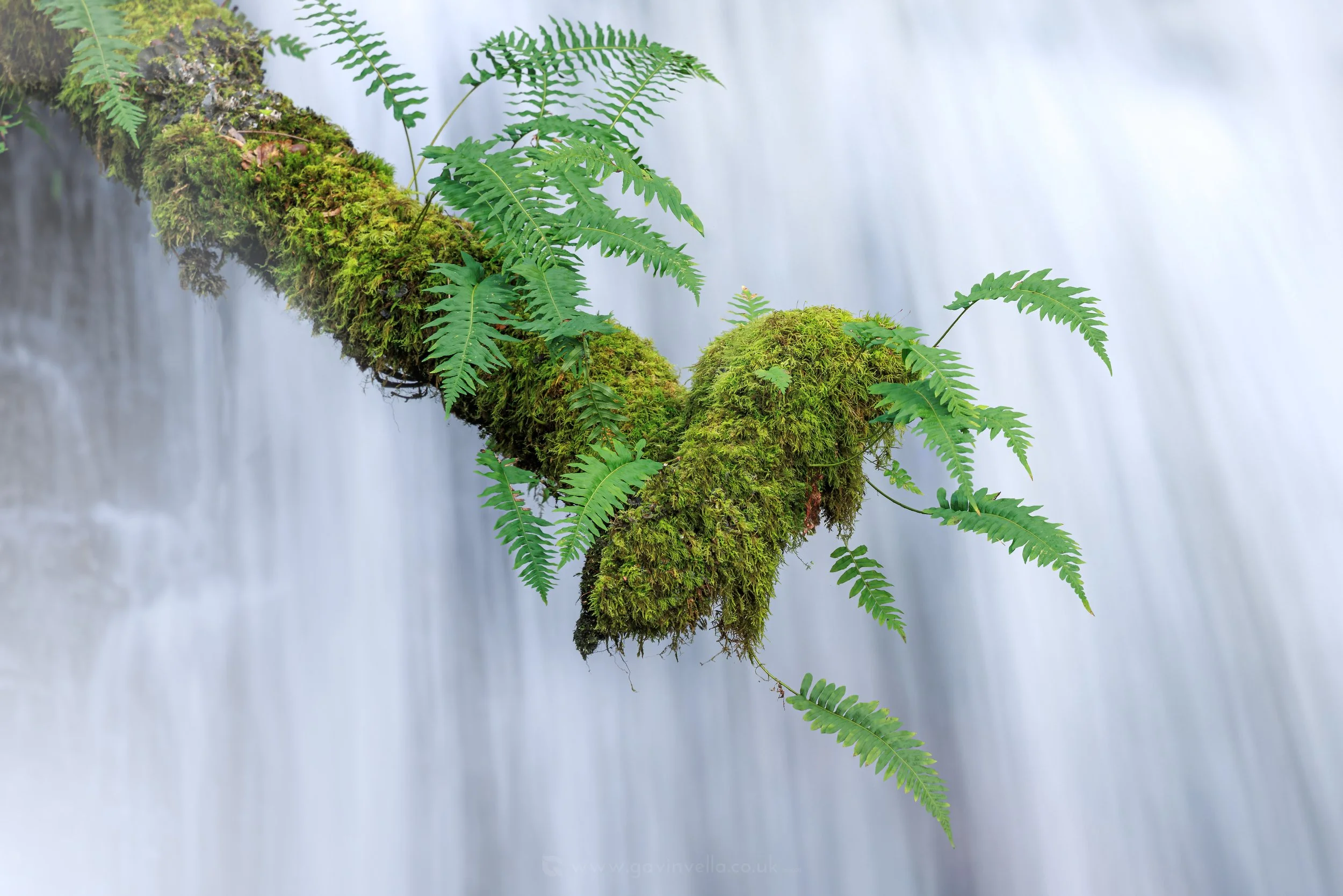 Polypody Fern Waterfall W_Q3A8127 copy.jpg