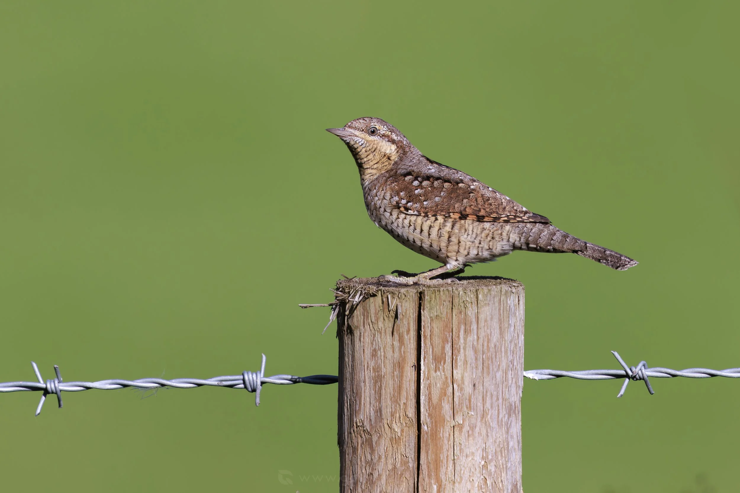 Wryneck Post W_Q3A3554 copy 2.jpg