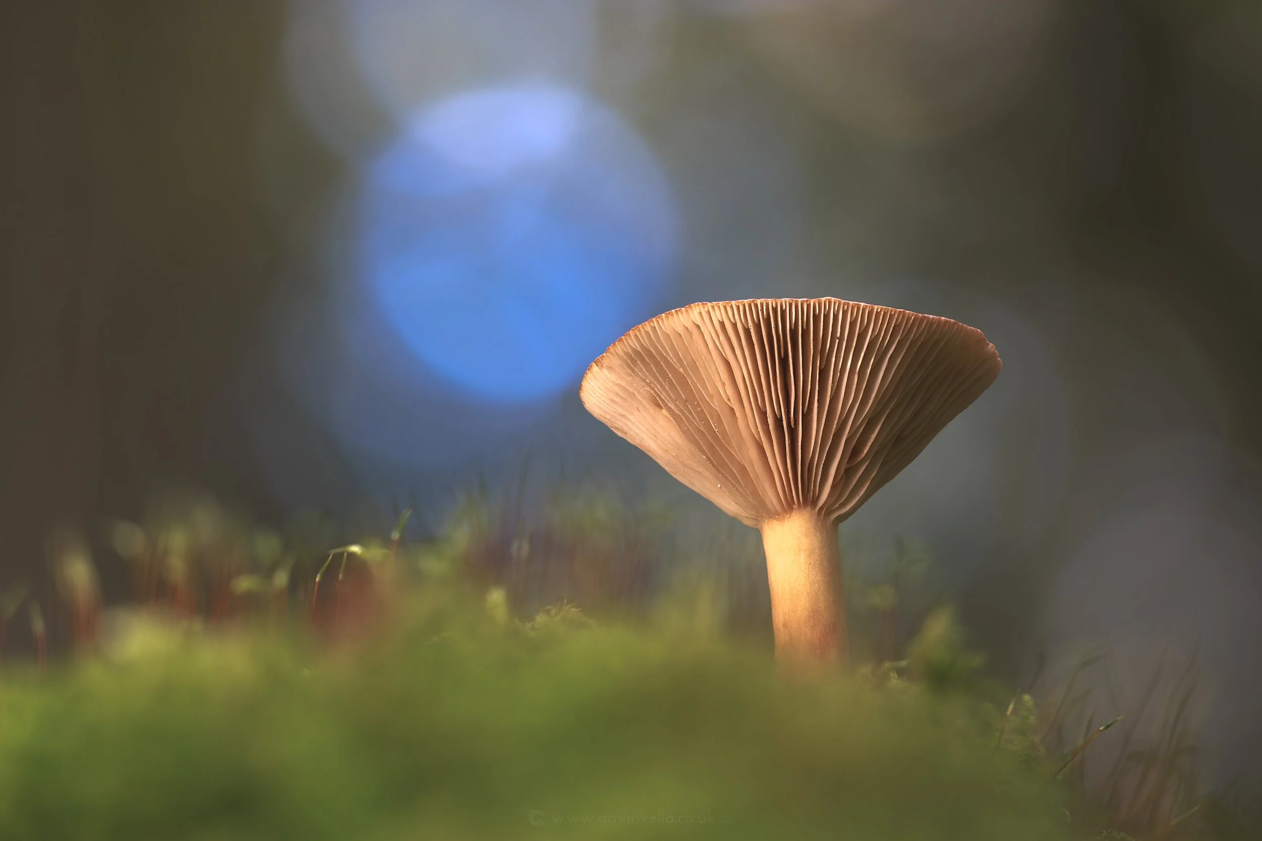 Milkcap W - Q3A7023.jpg