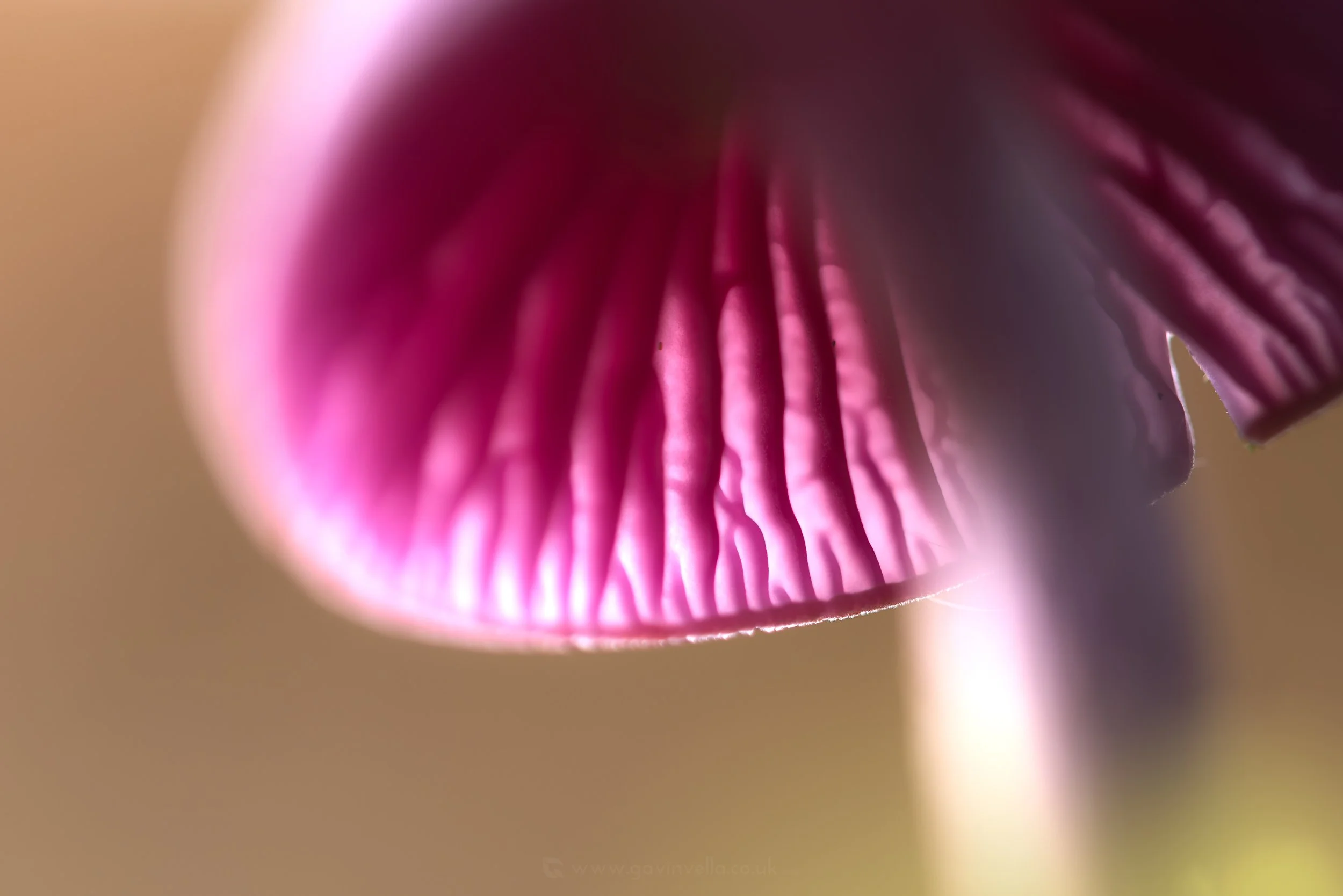 Amethyst Deciever Macro Art W_Q3A6498-2 copy.jpg