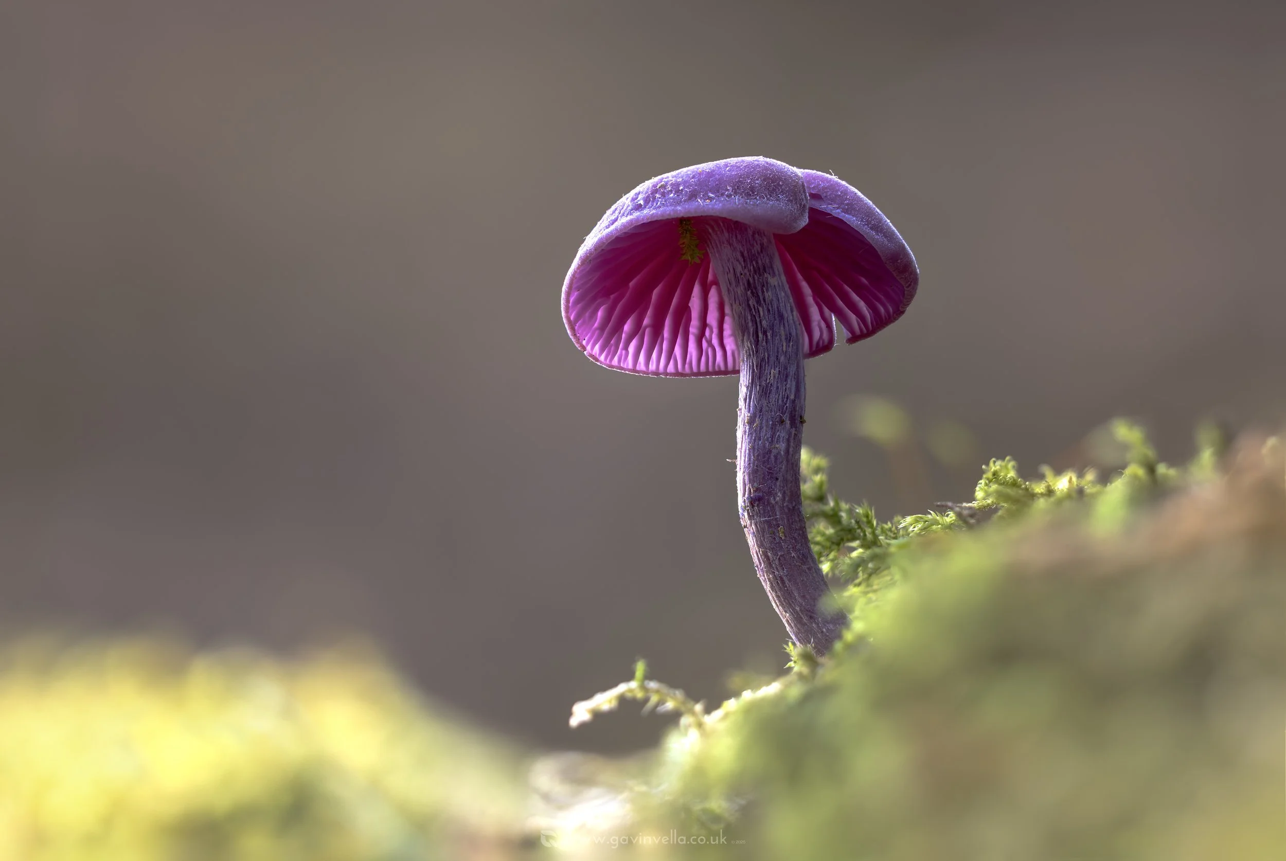 Amethyst Deceiver WB_Q3A6392 copy.jpg