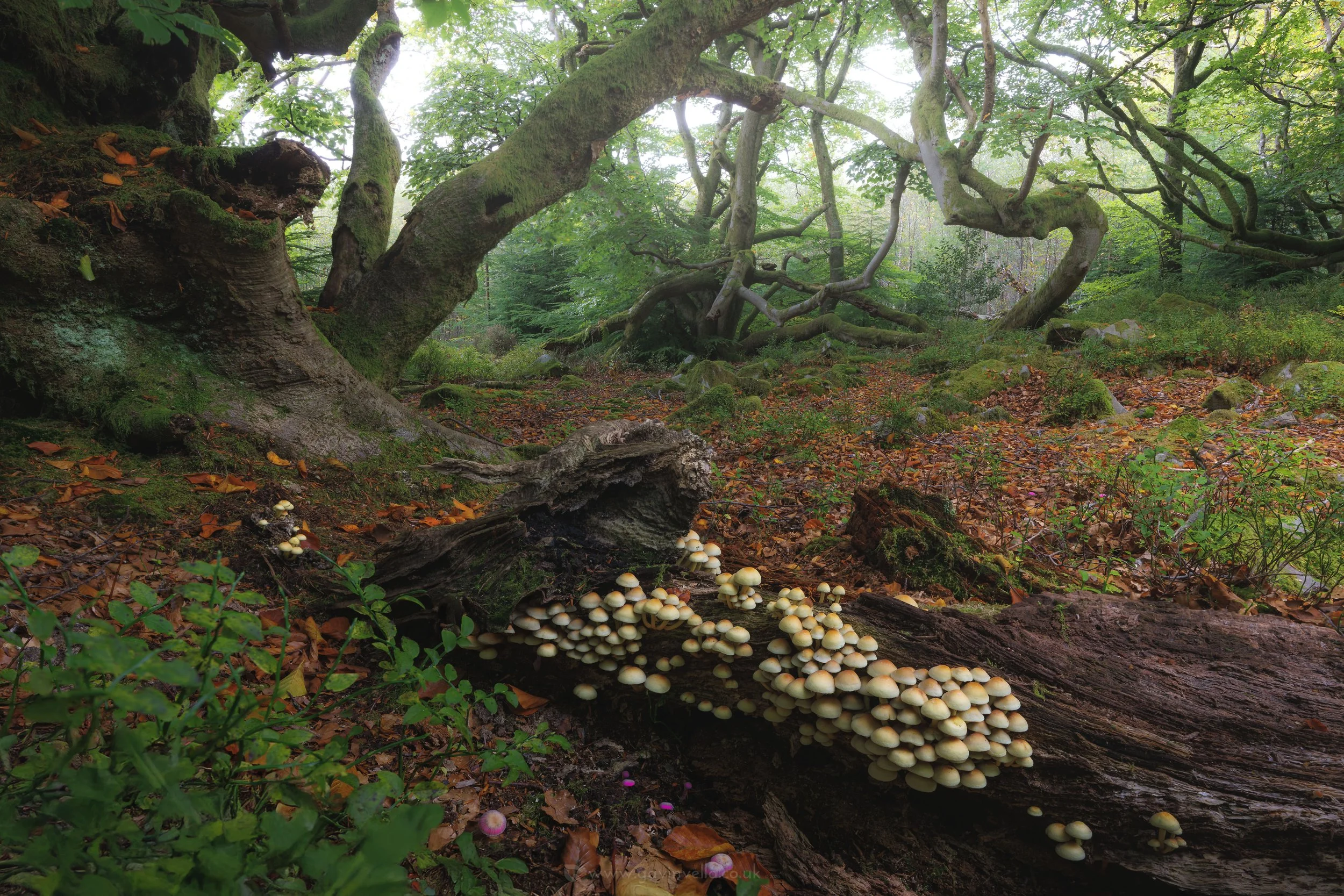 Sulphur Turf and Amathyst Deceiver Woodland Scene WS_Q3A5499 copy.jpg
