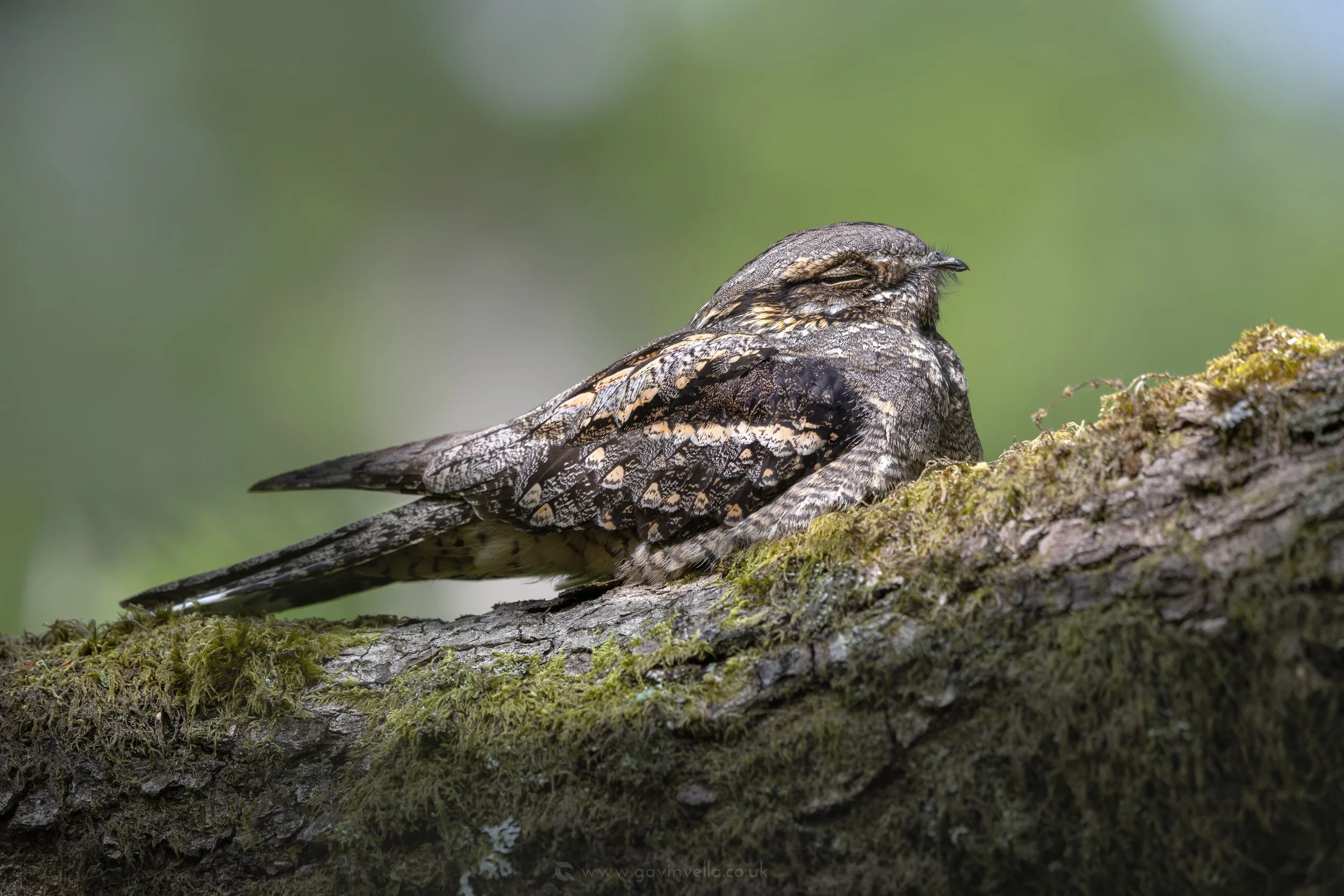 Nightjar MW_Q3A7889 copy.jpg