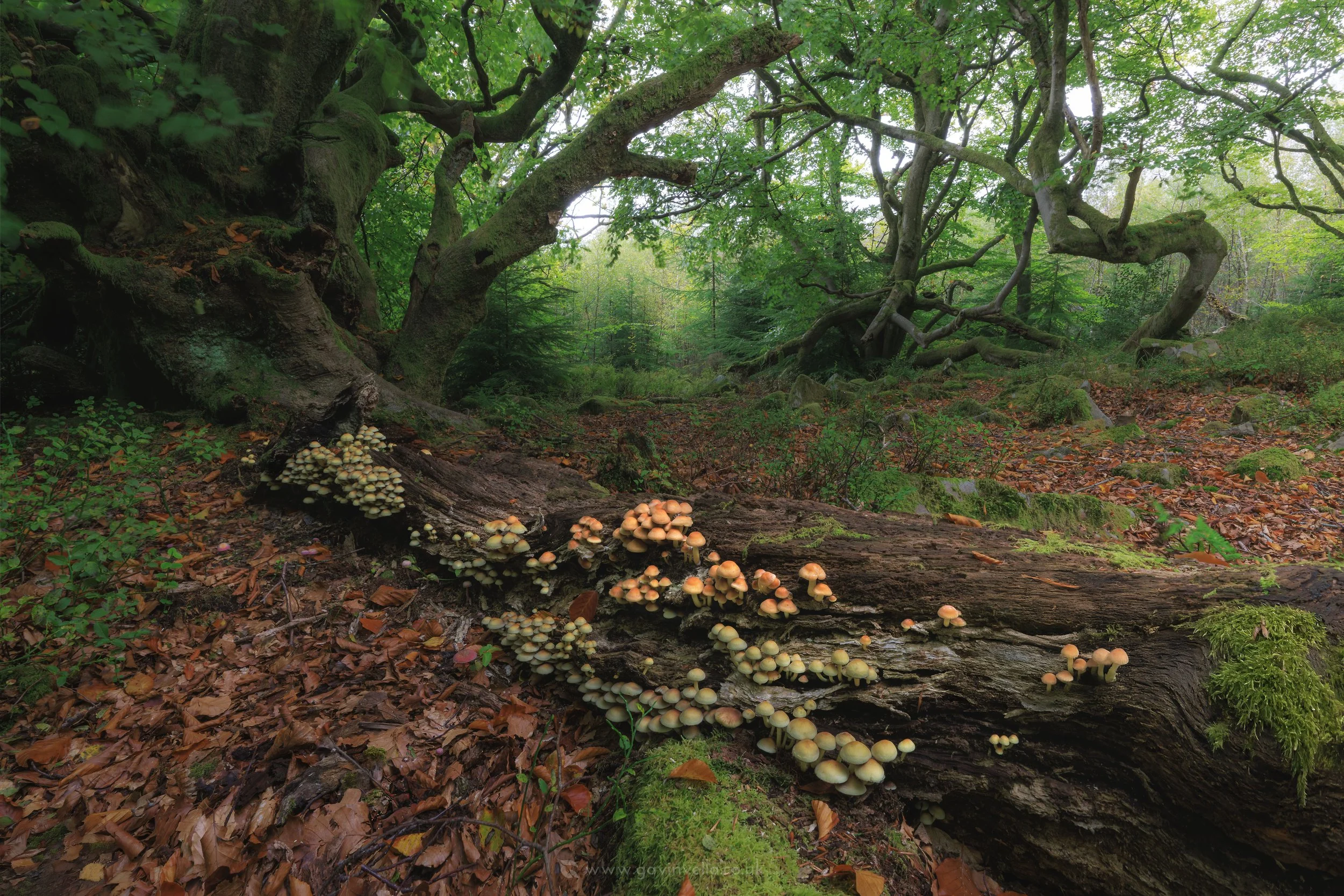 Sulphur Tuft Trove WS_Q3A5467.jpg