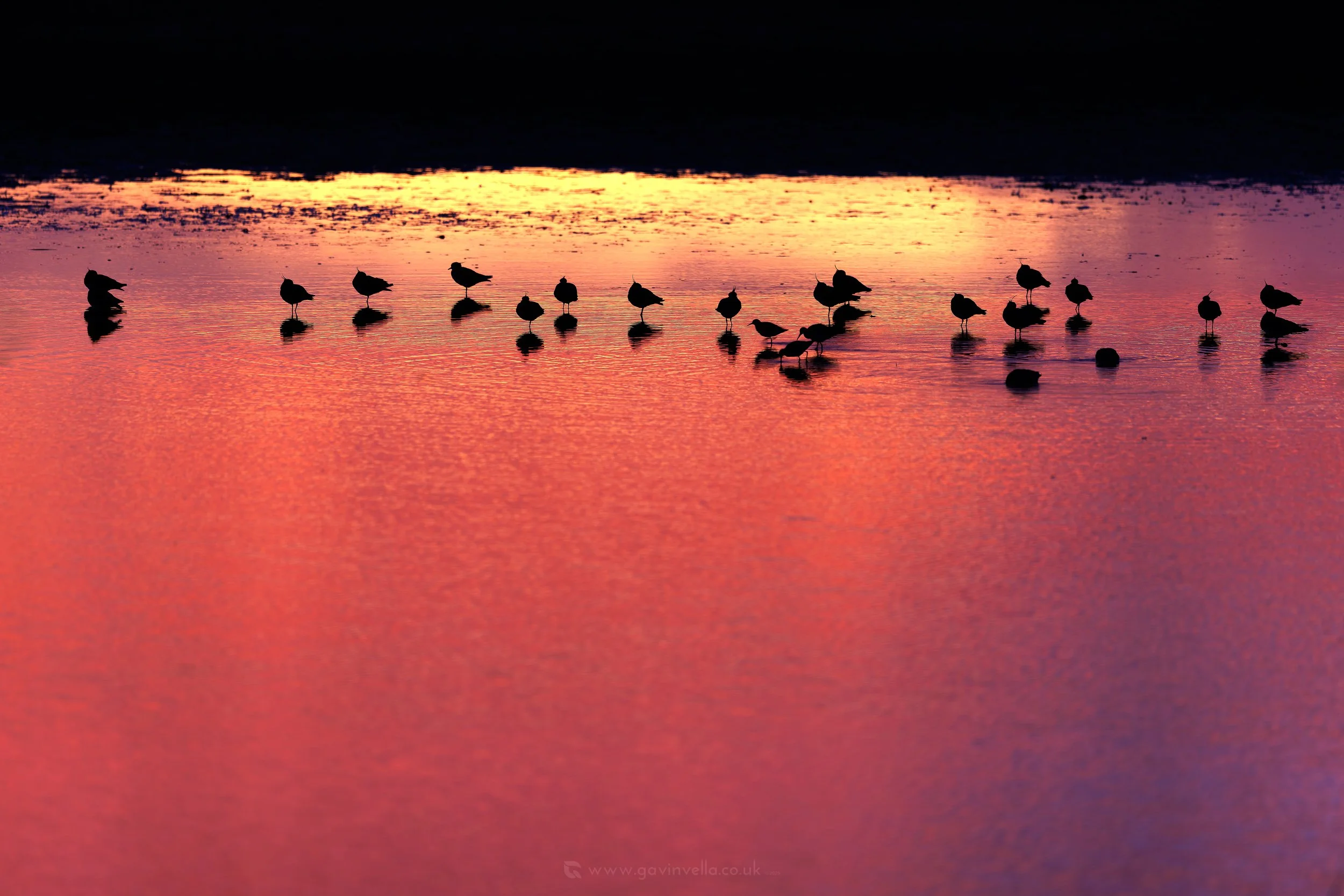 Lapwing Sunset W_Q3A4594 copy.jpg