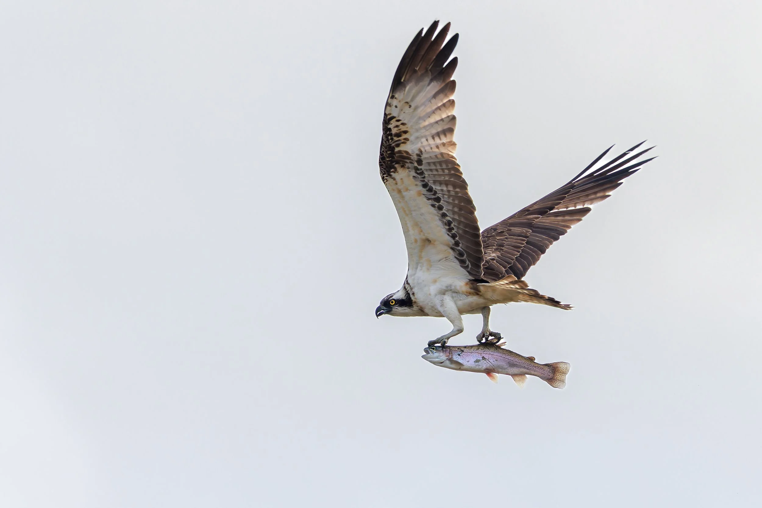 Osprey W Fish_Q3A8932 copy 2.jpg
