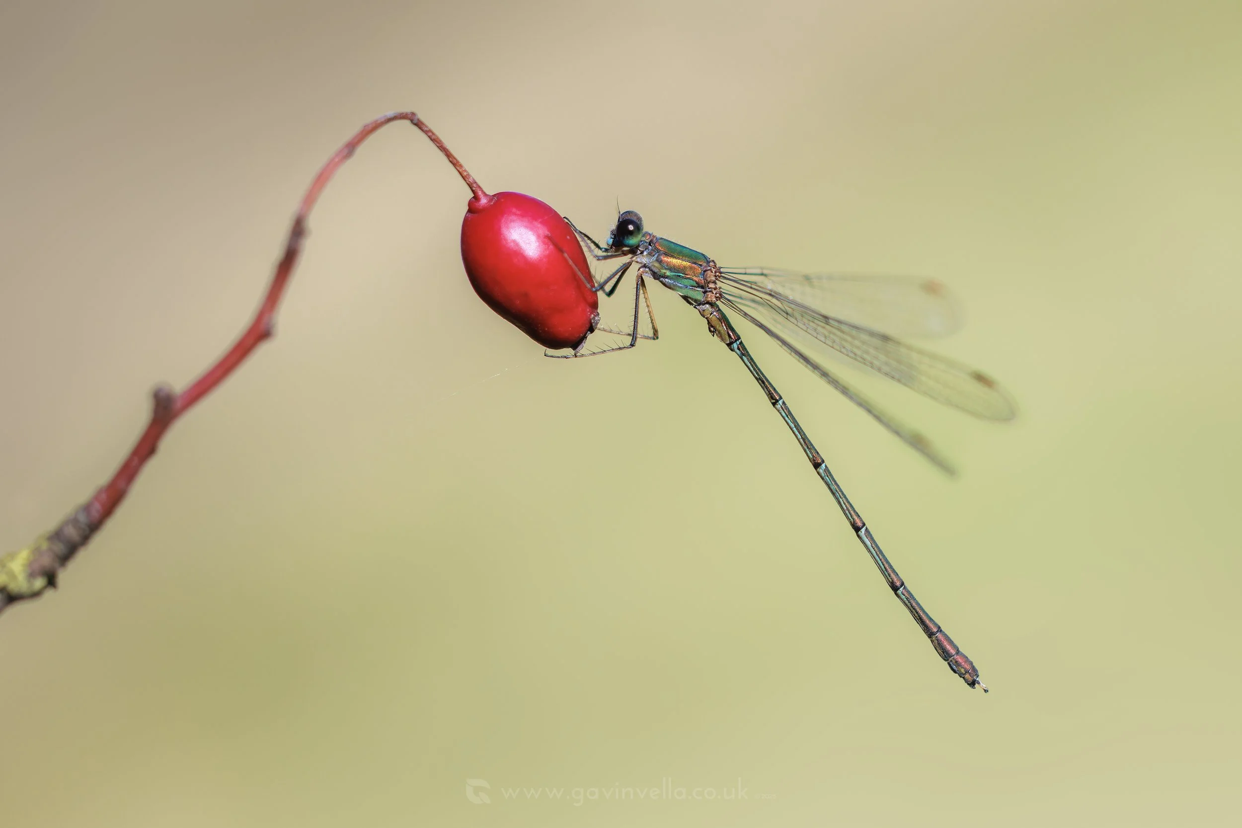 Willow Emerald Berry W_Q3A1043 copy.jpg