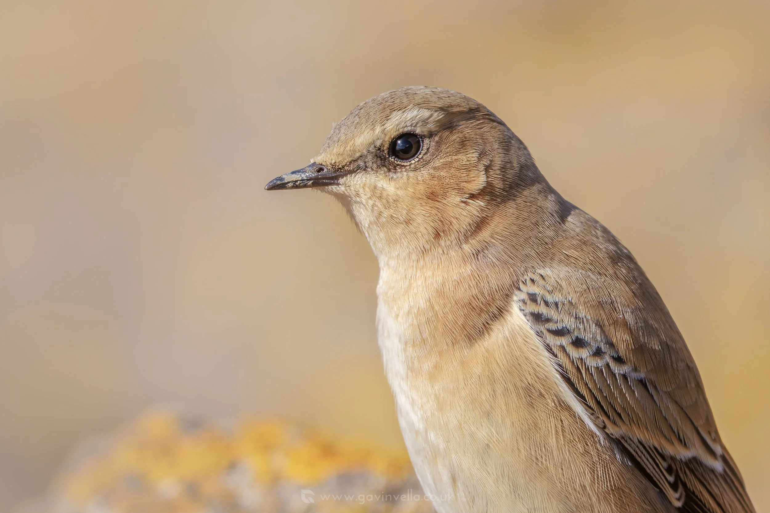 Wheatear Autumn W_Q3A1237 copy.jpg