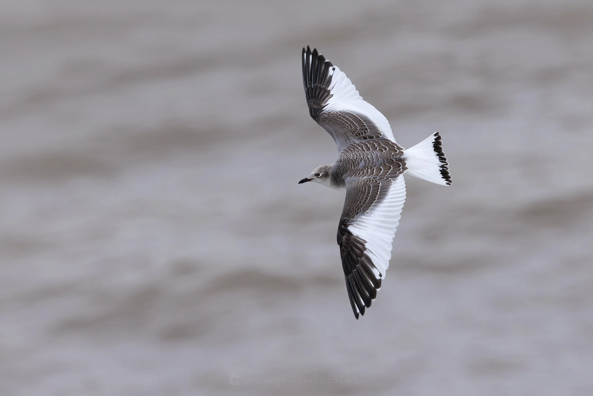 Sabines Gull W_Q3A7752 copy 2.jpg