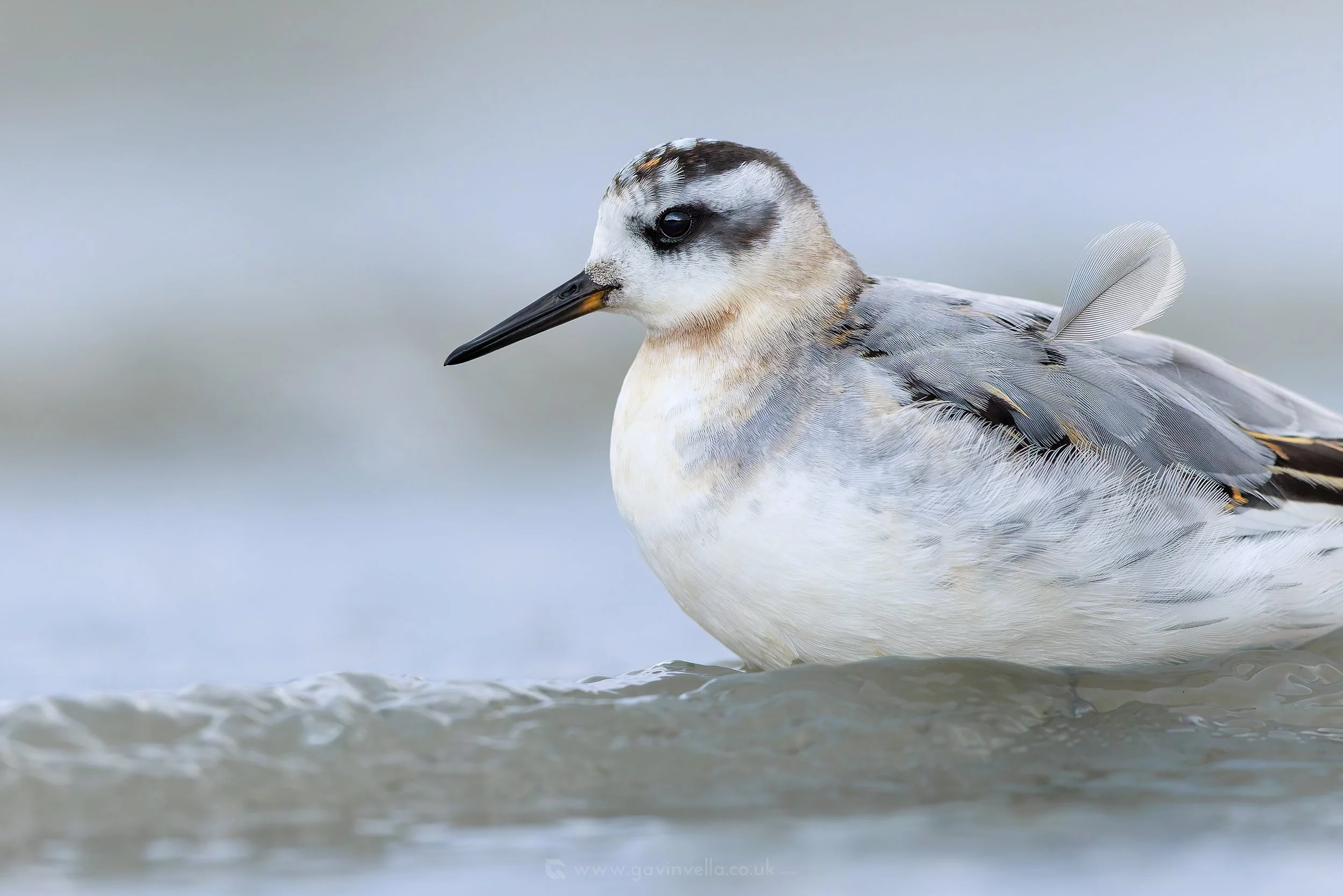 Grey Phalarope Crop W_Q3A1057 copy.jpg