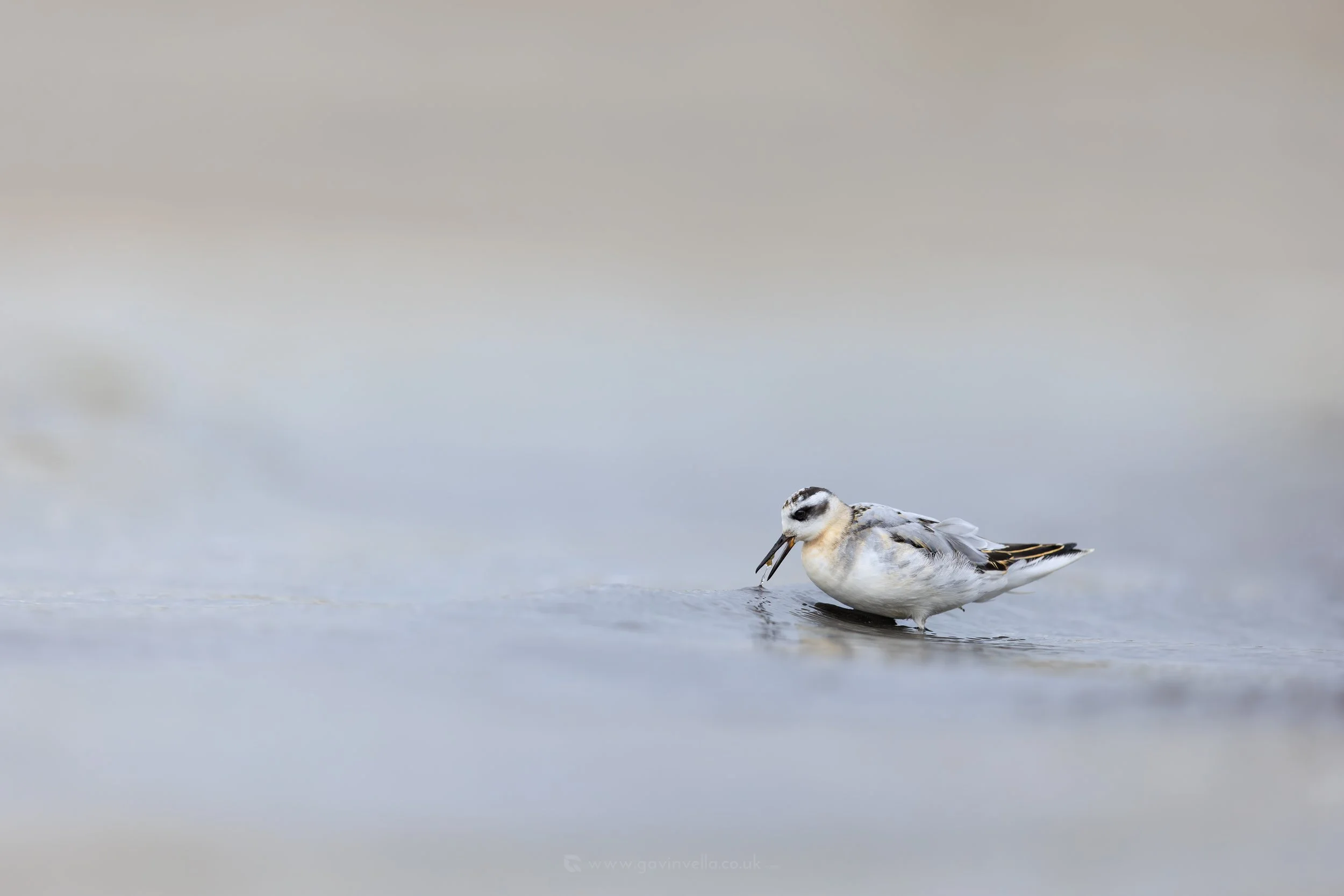 Grey Phalarope Wide Smooth W_Q3A4148 copy.jpg