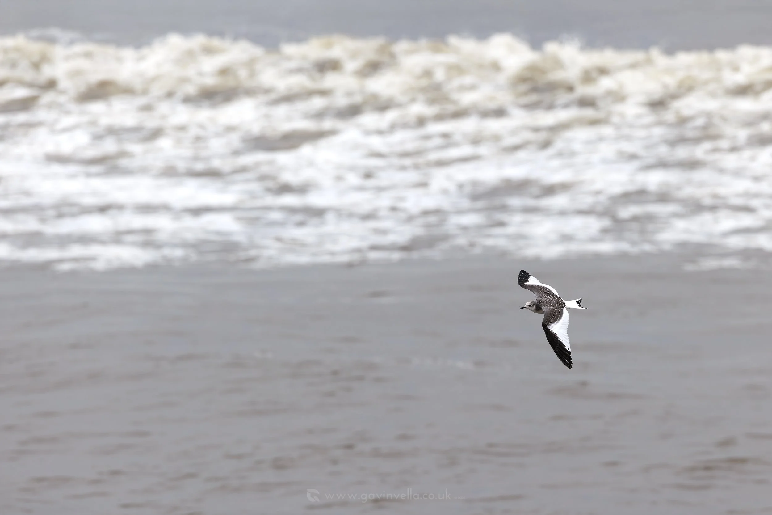Sabine's Gull Waves W_Q3A7008 copy.jpg