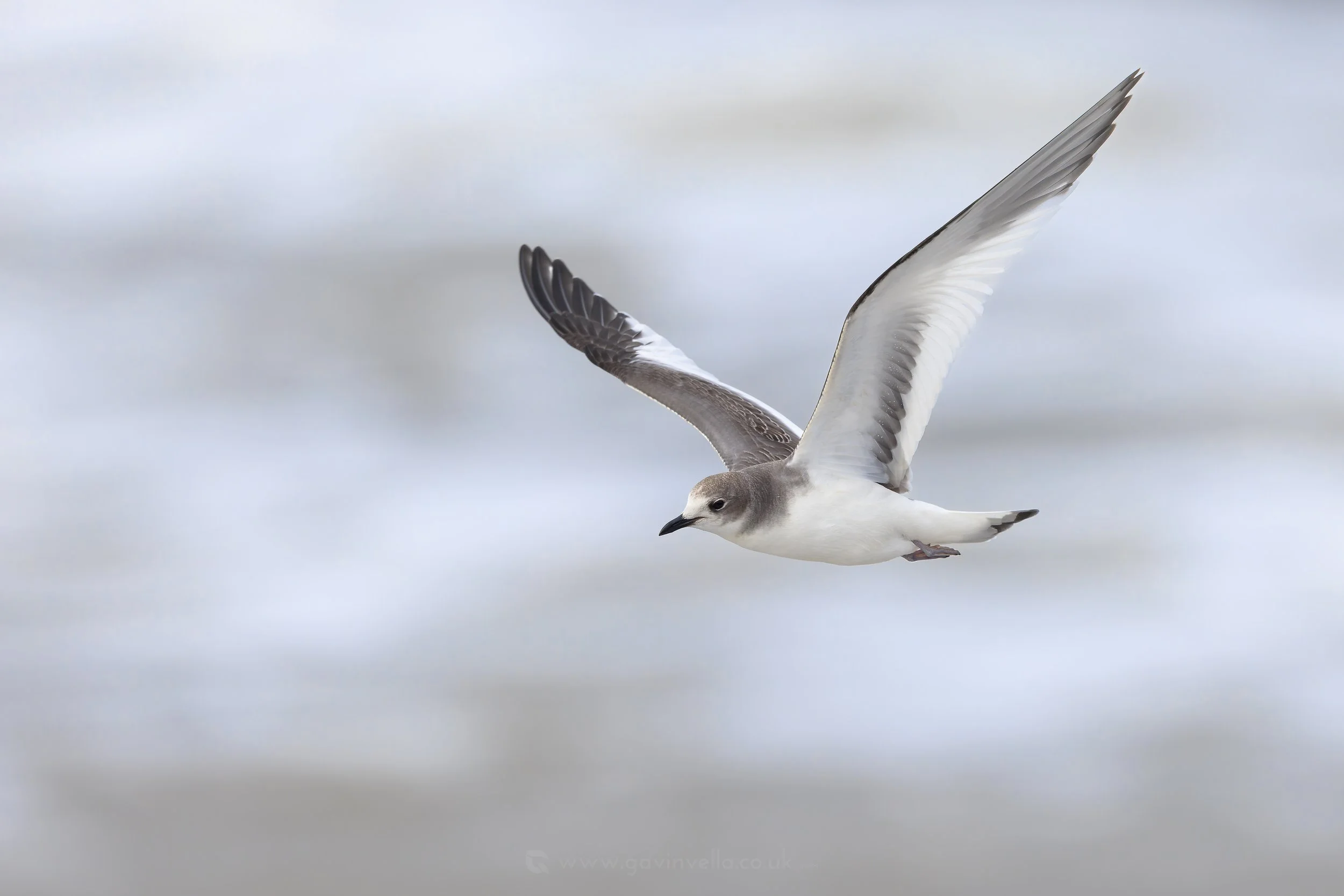 Sabines Gull W_Q3A9358 copy.jpg