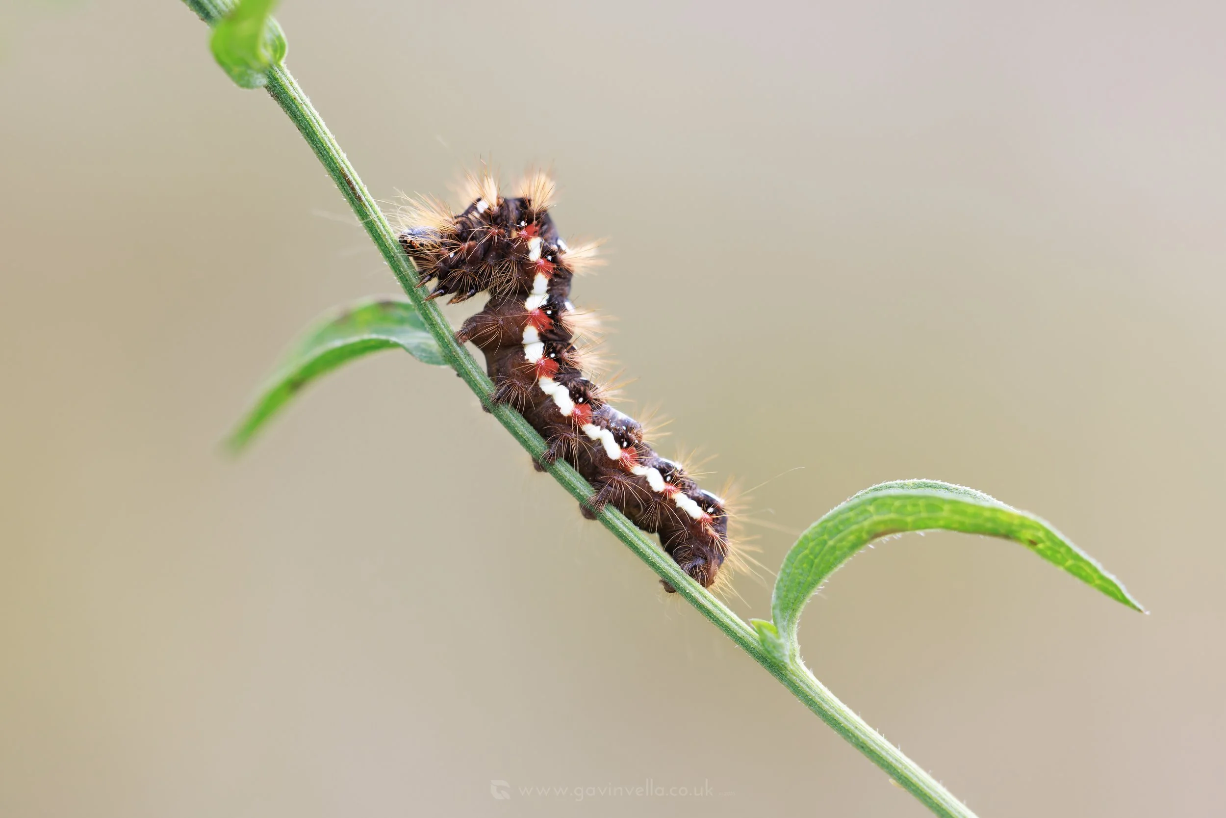 Knot-grass Caterpillar W_Q3A1920 copy.jpg