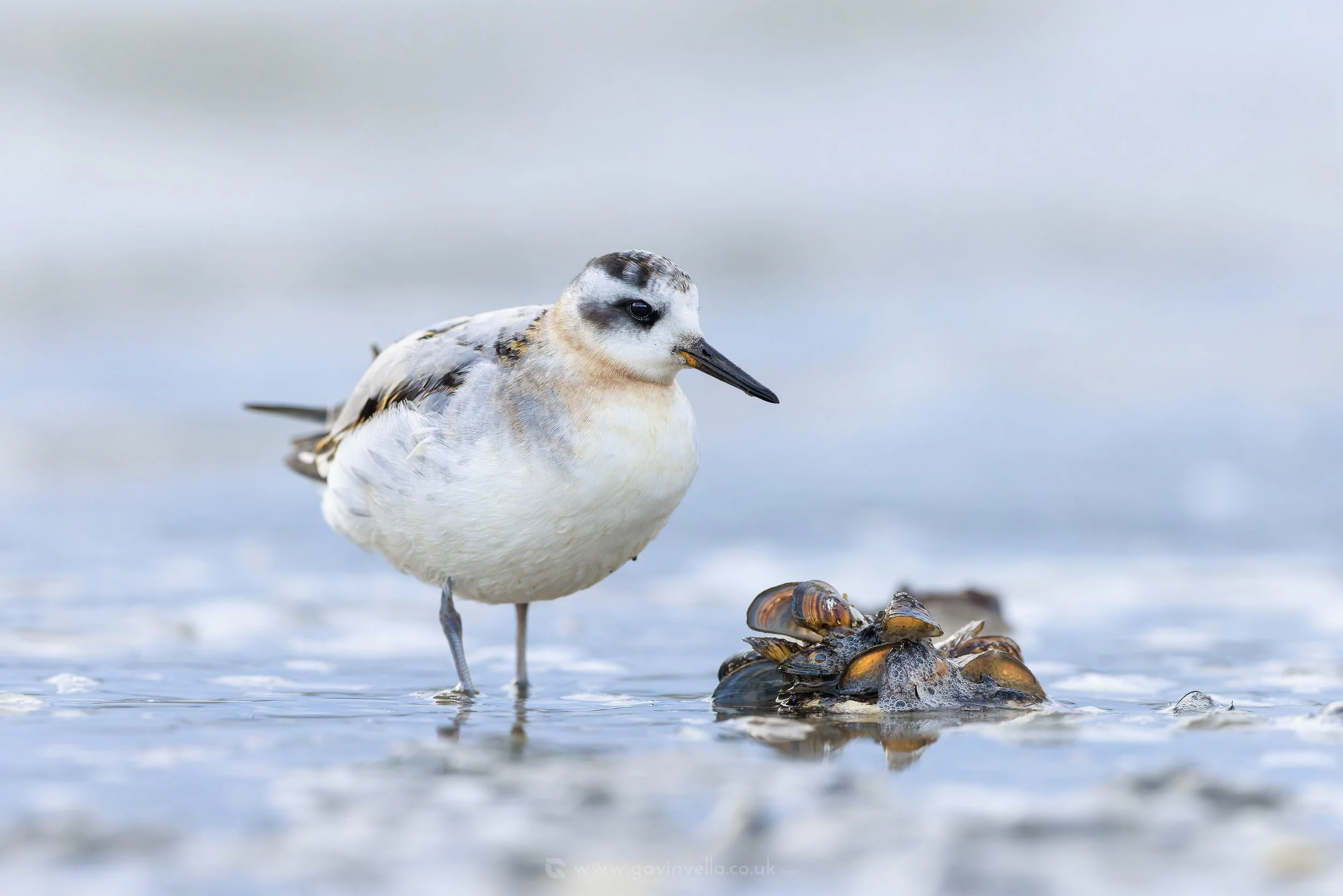 Grey Phalarope Zebra Muscles W_Q3A0206 copy.jpg