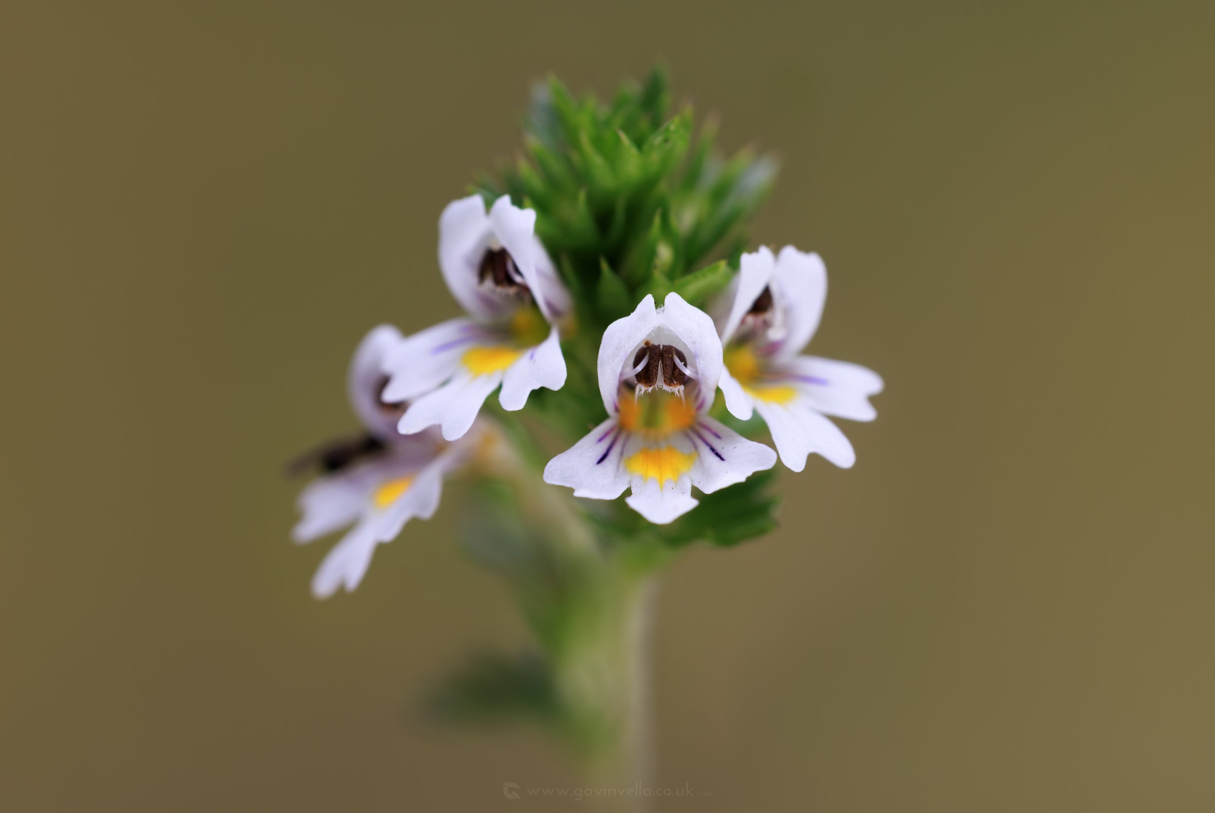 Eyebright Flower W_Q3A0556 copy.jpg